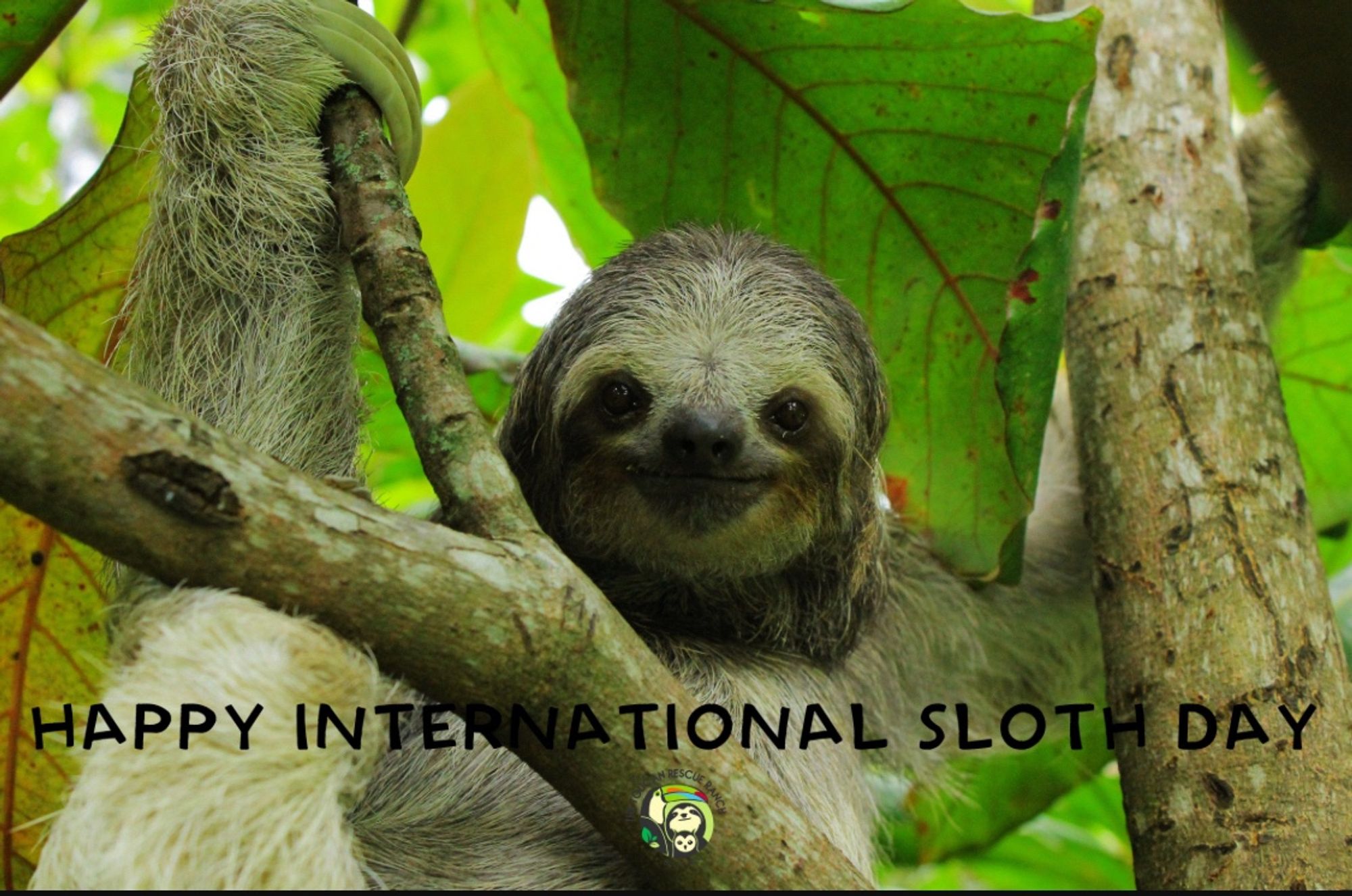 Sloth in a tree. Happy International Sloth Day