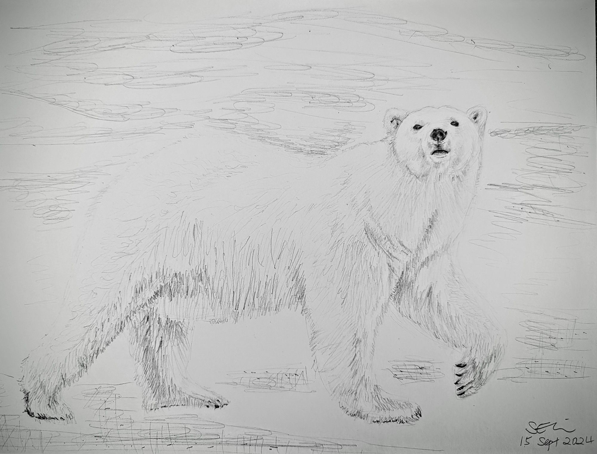 Pencil sketch of a polar bear