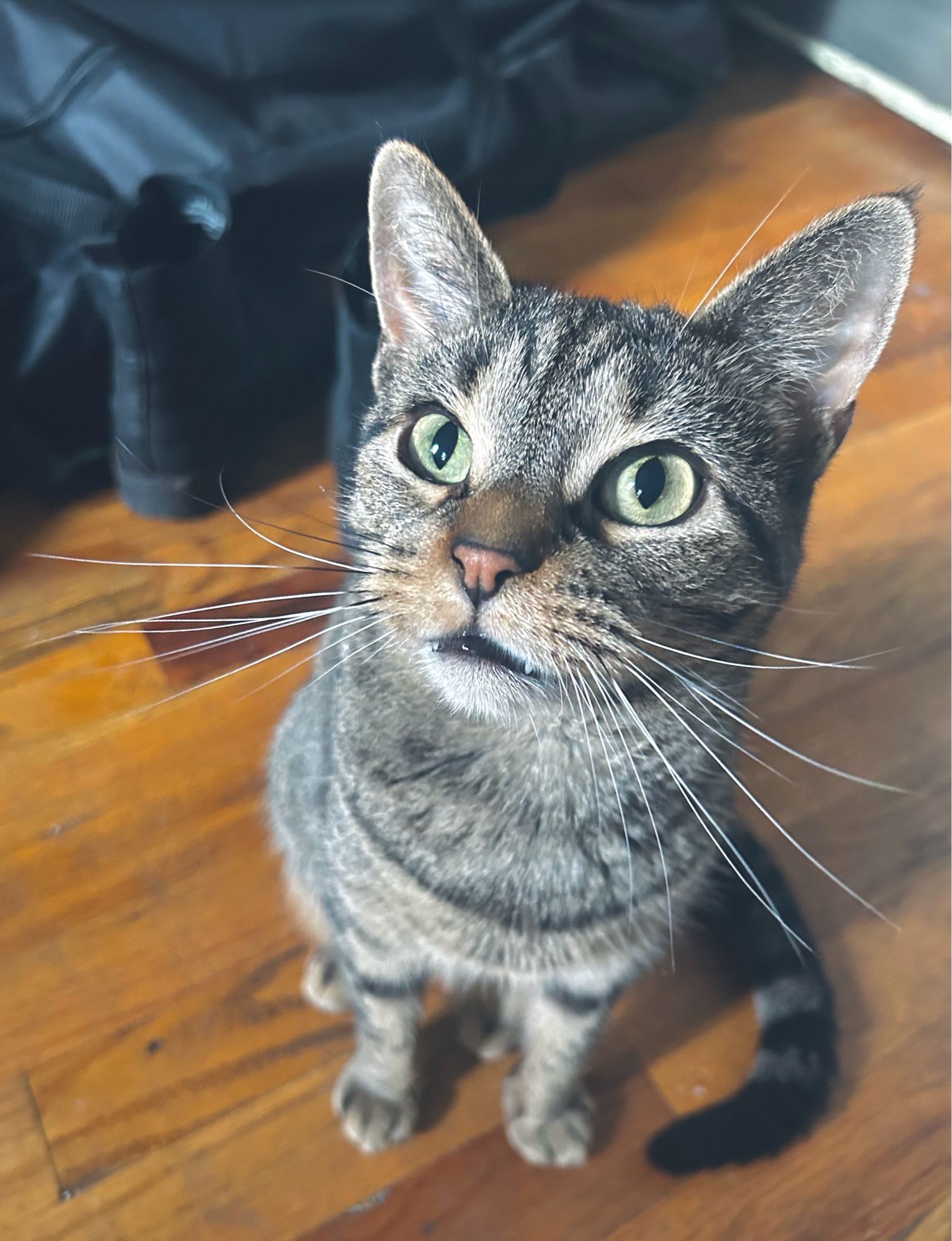 tabby cat sitting on a wooden floor next to some chelsea slip ons and a hammock