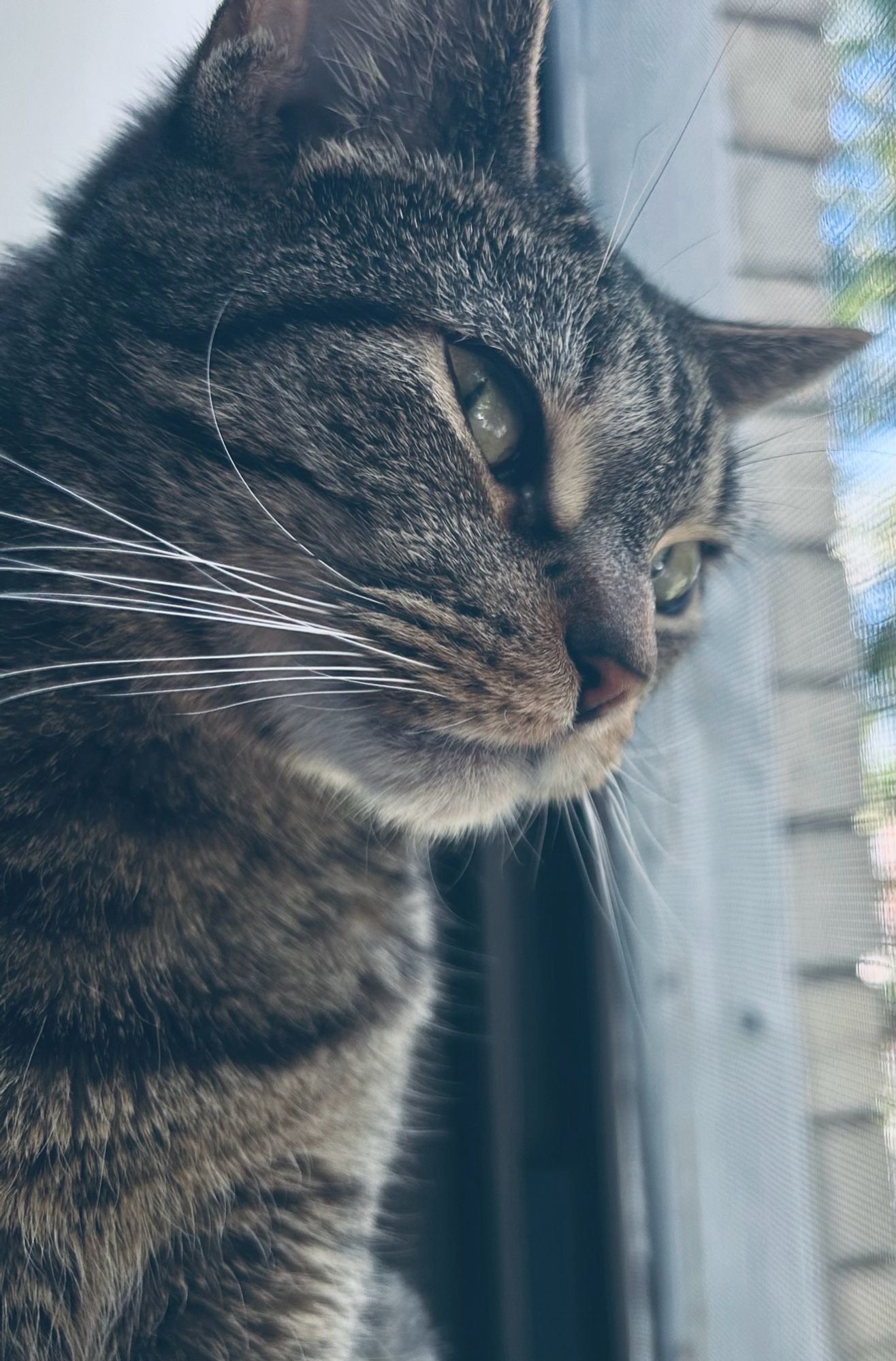 tabby cat (named frankie) sitting in a windowsill