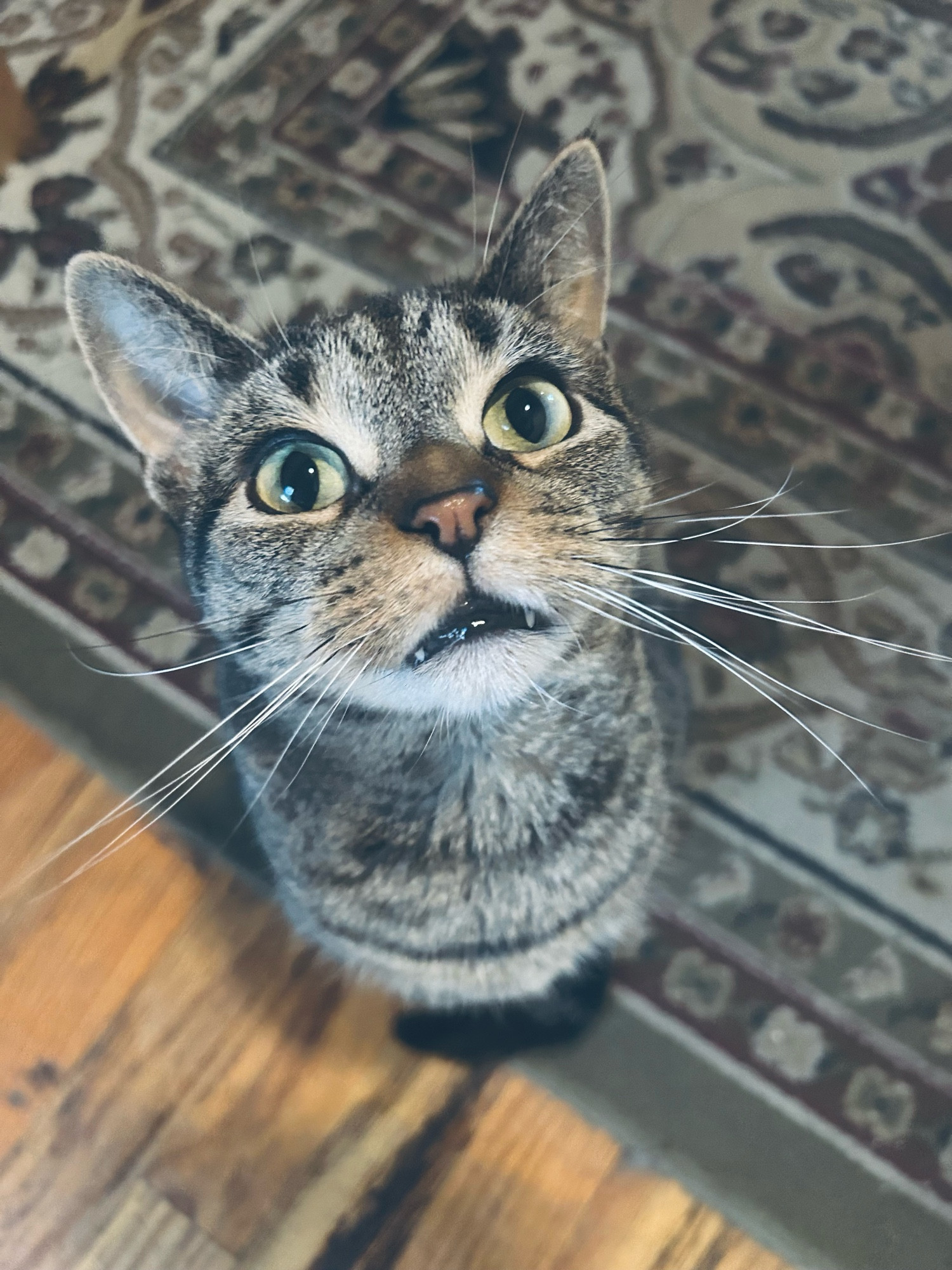 tabby cat looking up at the camera, almost straight up. her fangs are poking out. 
