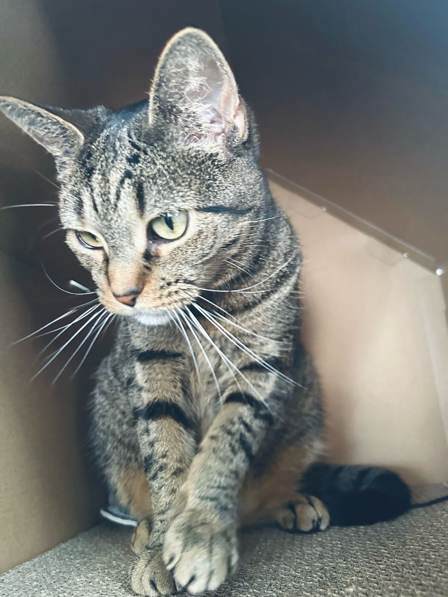 frankie in a little cardboard house with a scratch pad floor. she’s hiding some toys behind her, the ones she plays with the most