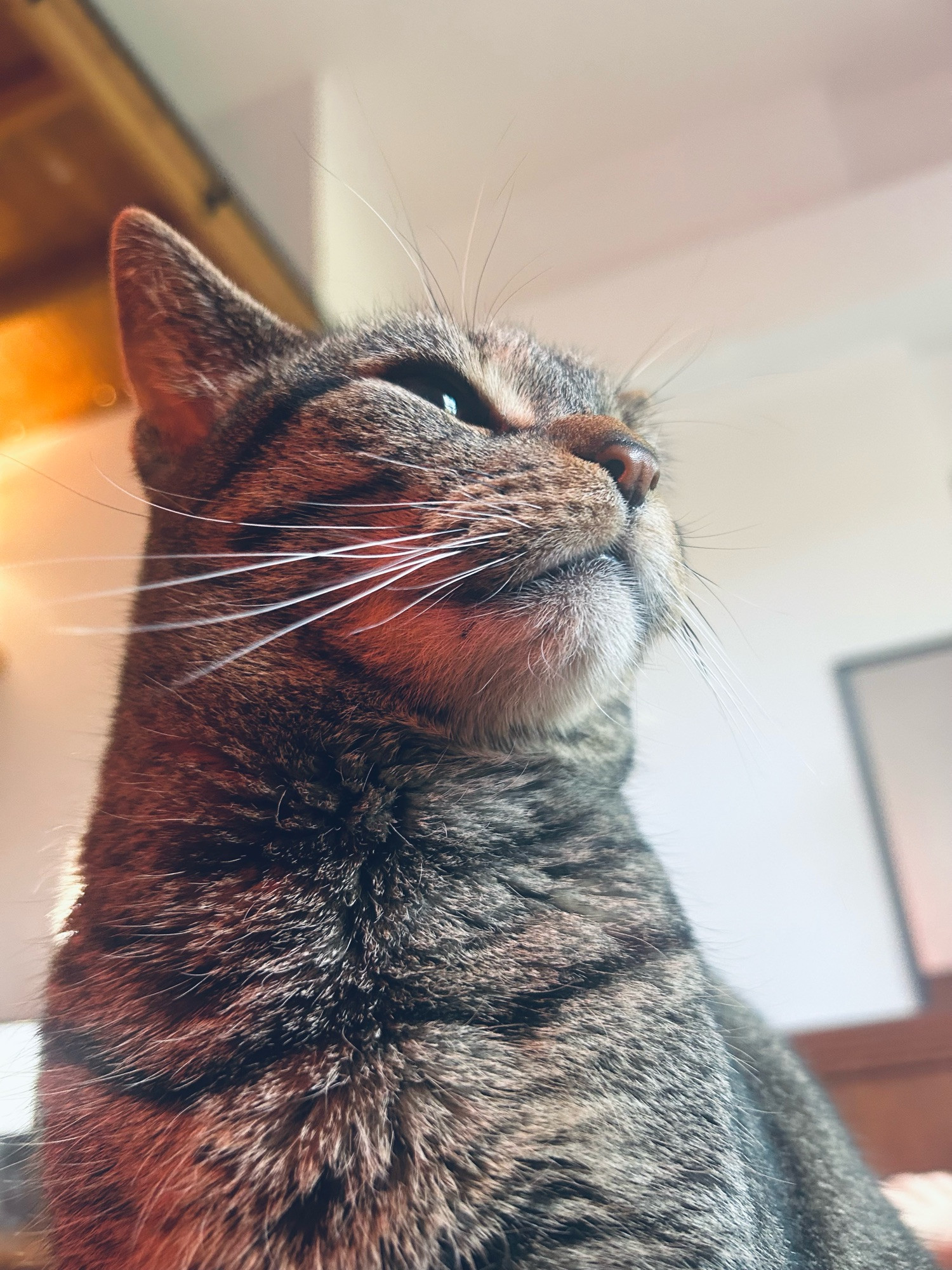 tabby cat, view from below. she is looking to her left, with her ears back slightly and squinting. she looks like she’s judging something. 