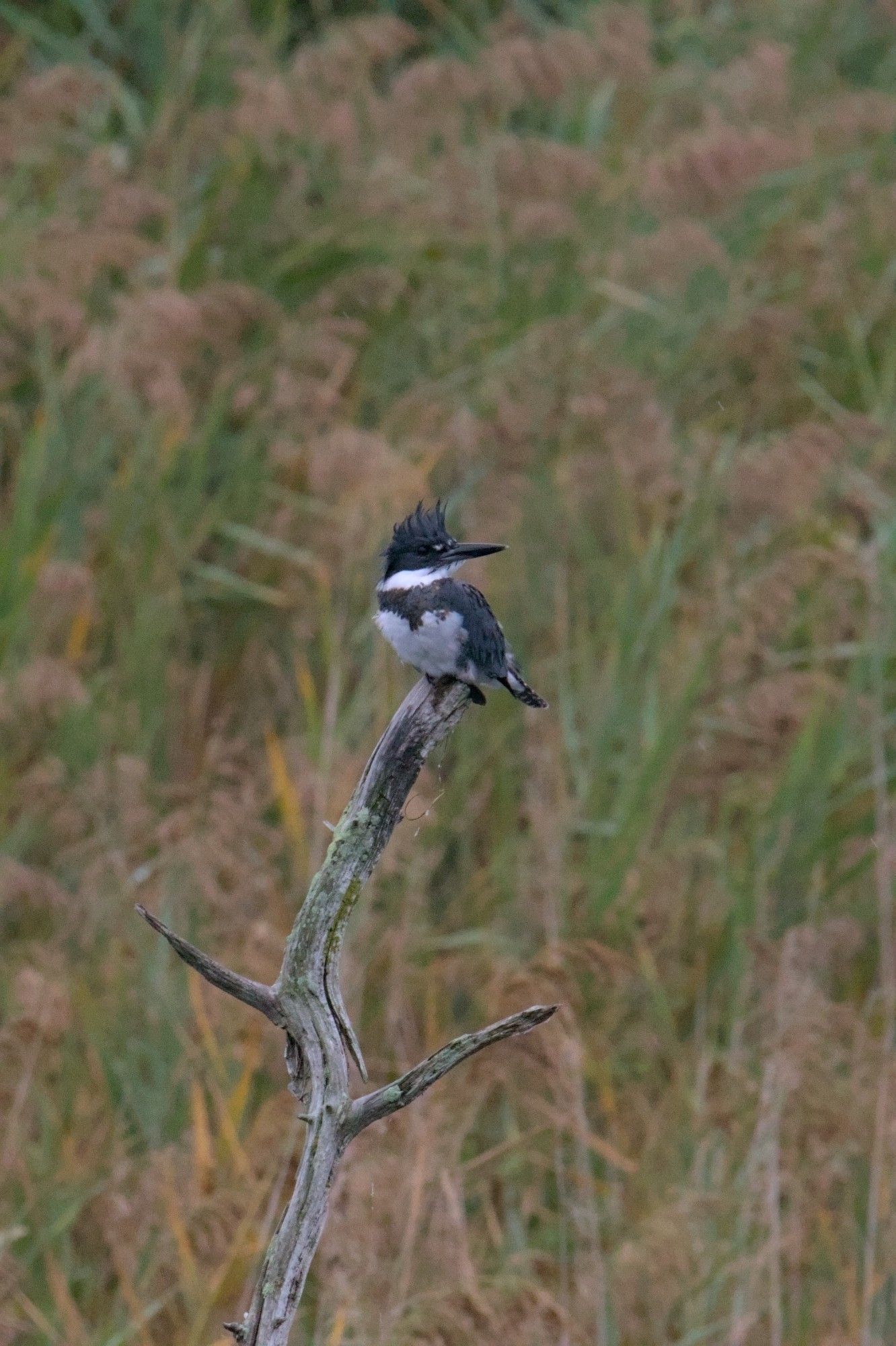 A kingfisher sitting on a stick, giving me the side eye. They would fly away anytime I was outside and in eyeshot, but lucky for me I was able to get shots out of an open window.