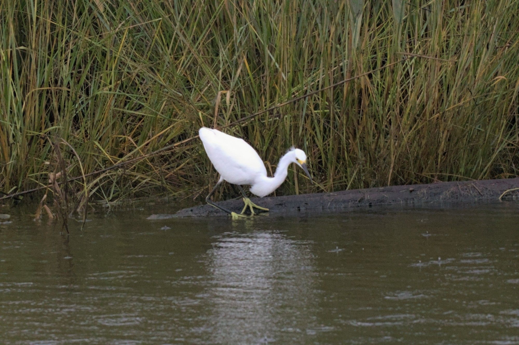 A white Snowy Egret about to pounce on some fish. Their long legs combined with the about-to-jump pose makes it look extra derpy.