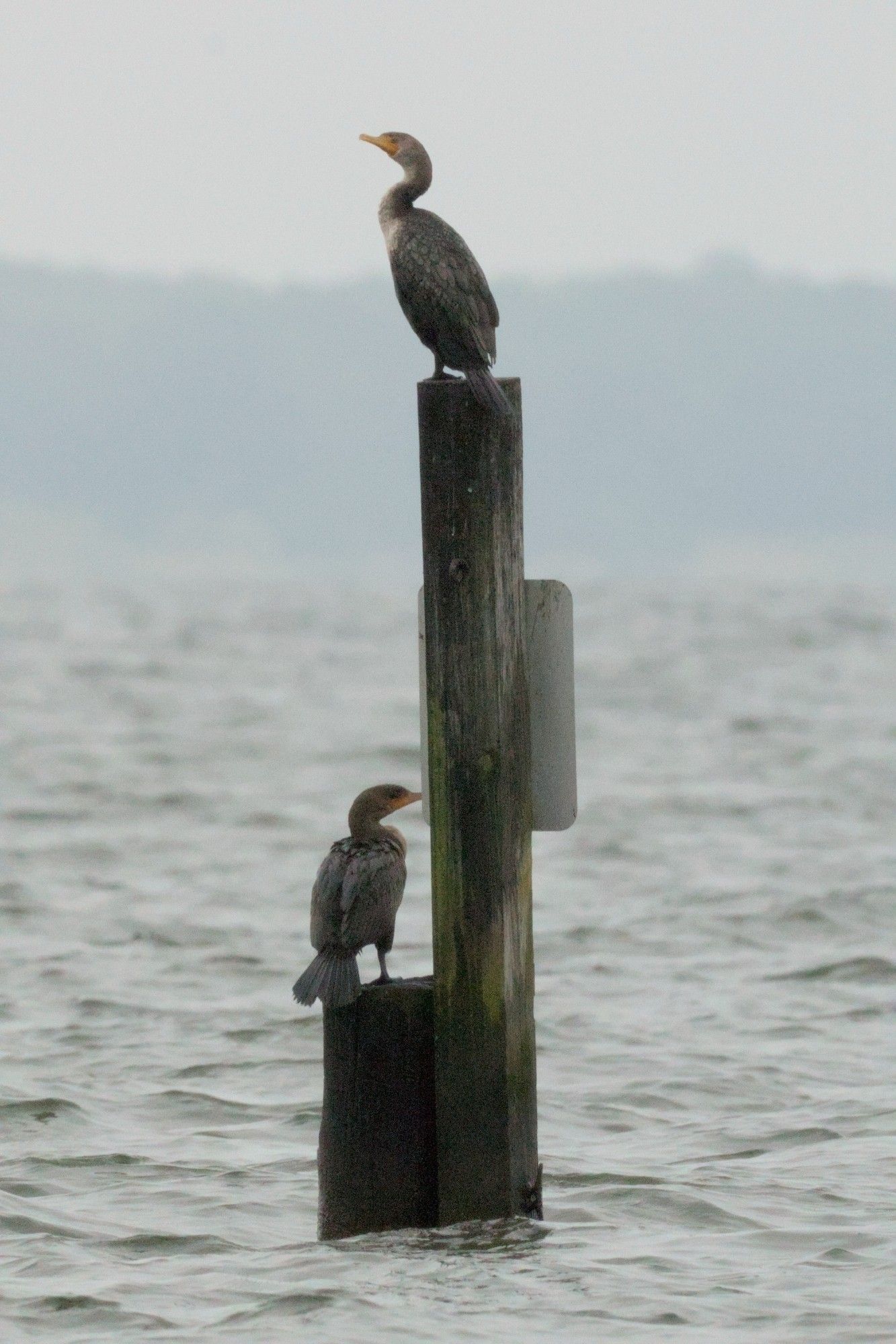 A pair of cormorants sitting on a post in the water. They look like they are thinking but about what, I do not know.