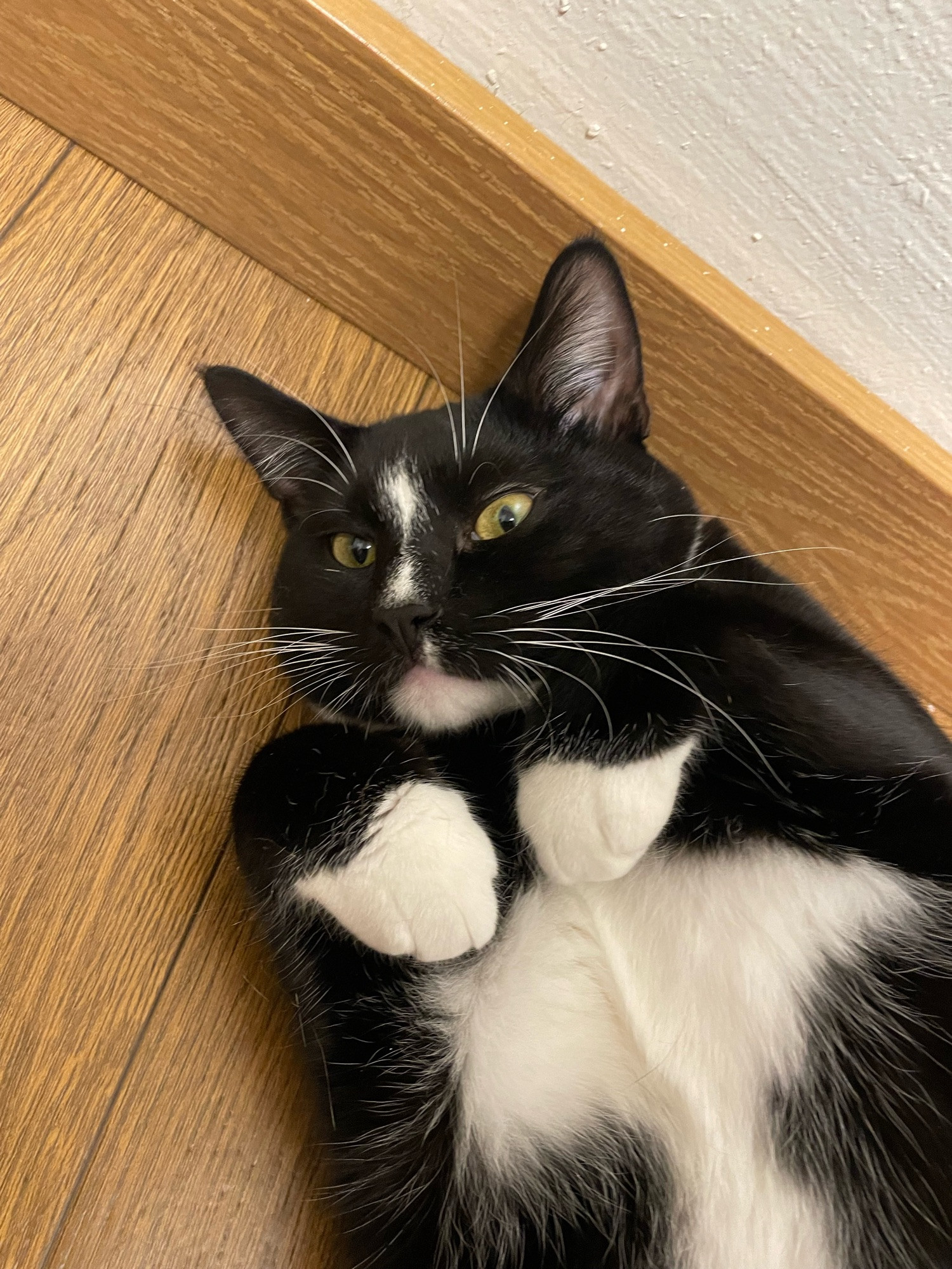 Toast, the tuxedo cat who is this fucking guy.