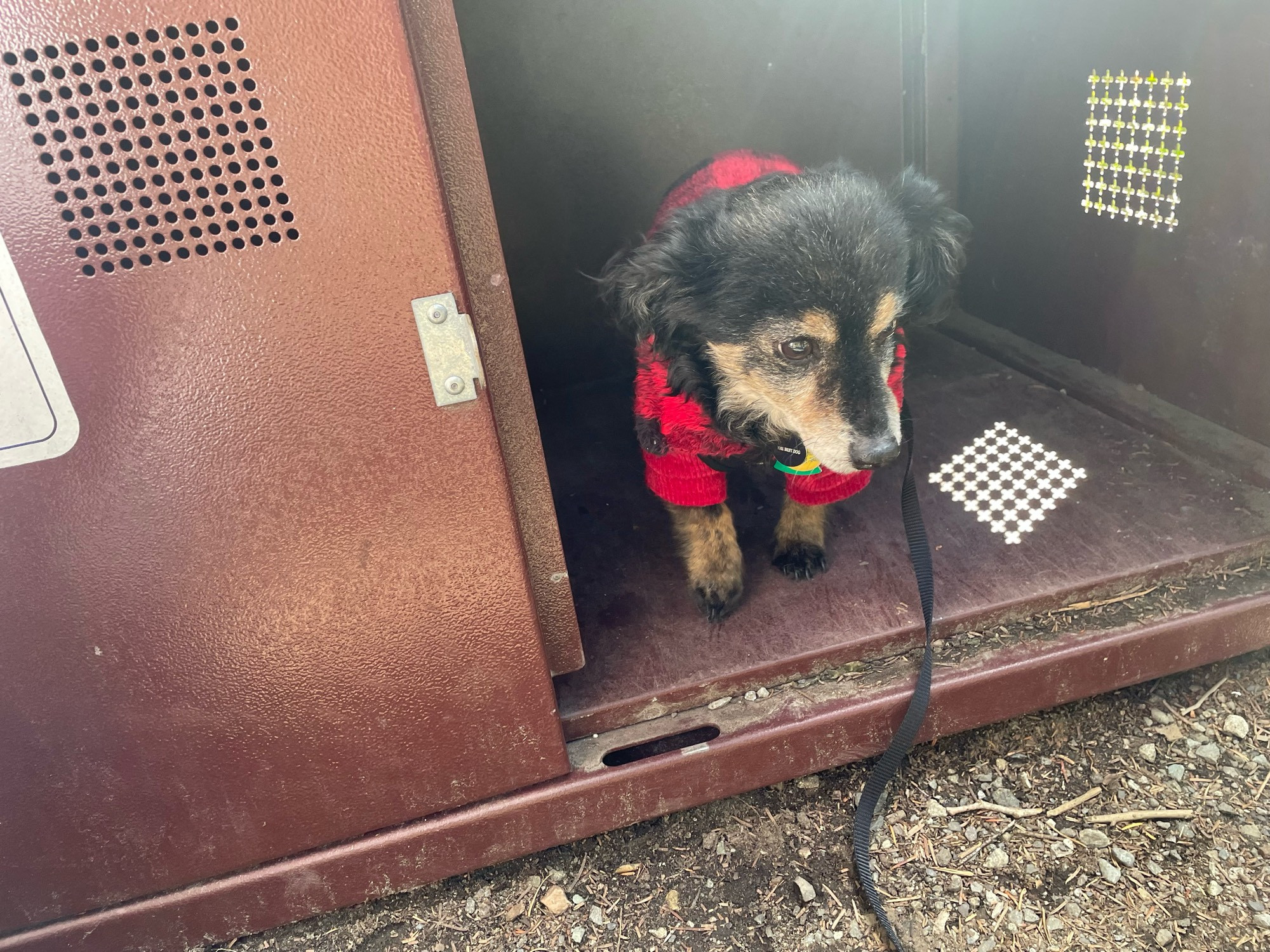 Bear in a bear box