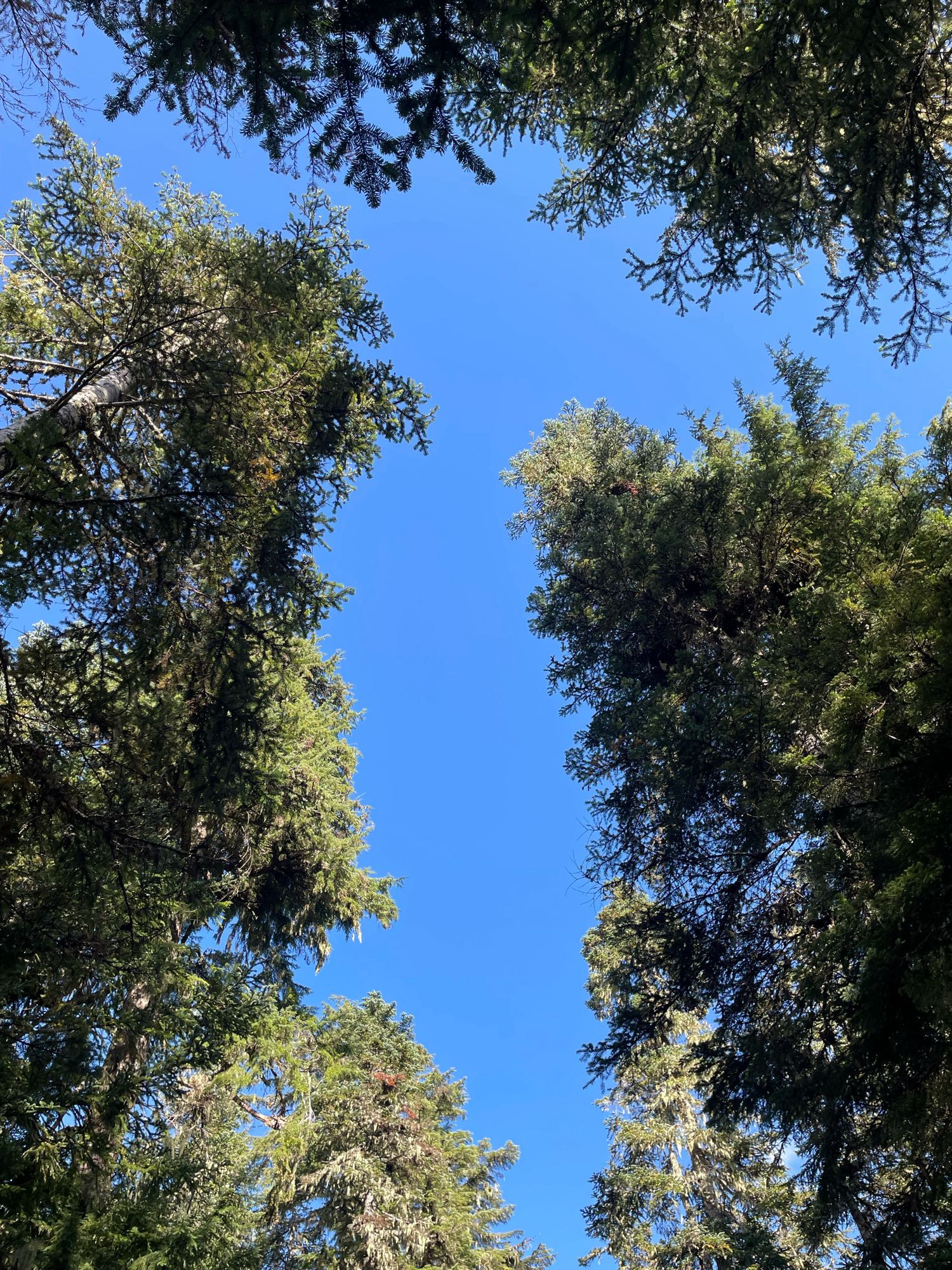 The blue sky surrounded by pine trees