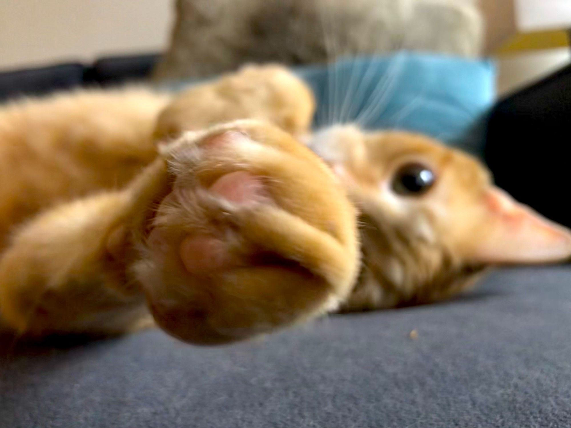 color photo of sweet orange cat reaching out its paw, while lying on a grey uphlostered furniture.