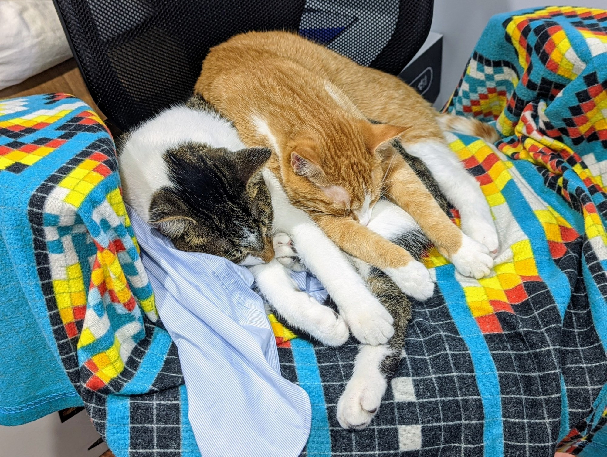 pudding and biscuit the cat siblings sleeping next to each other in the same pose with arms outstretched