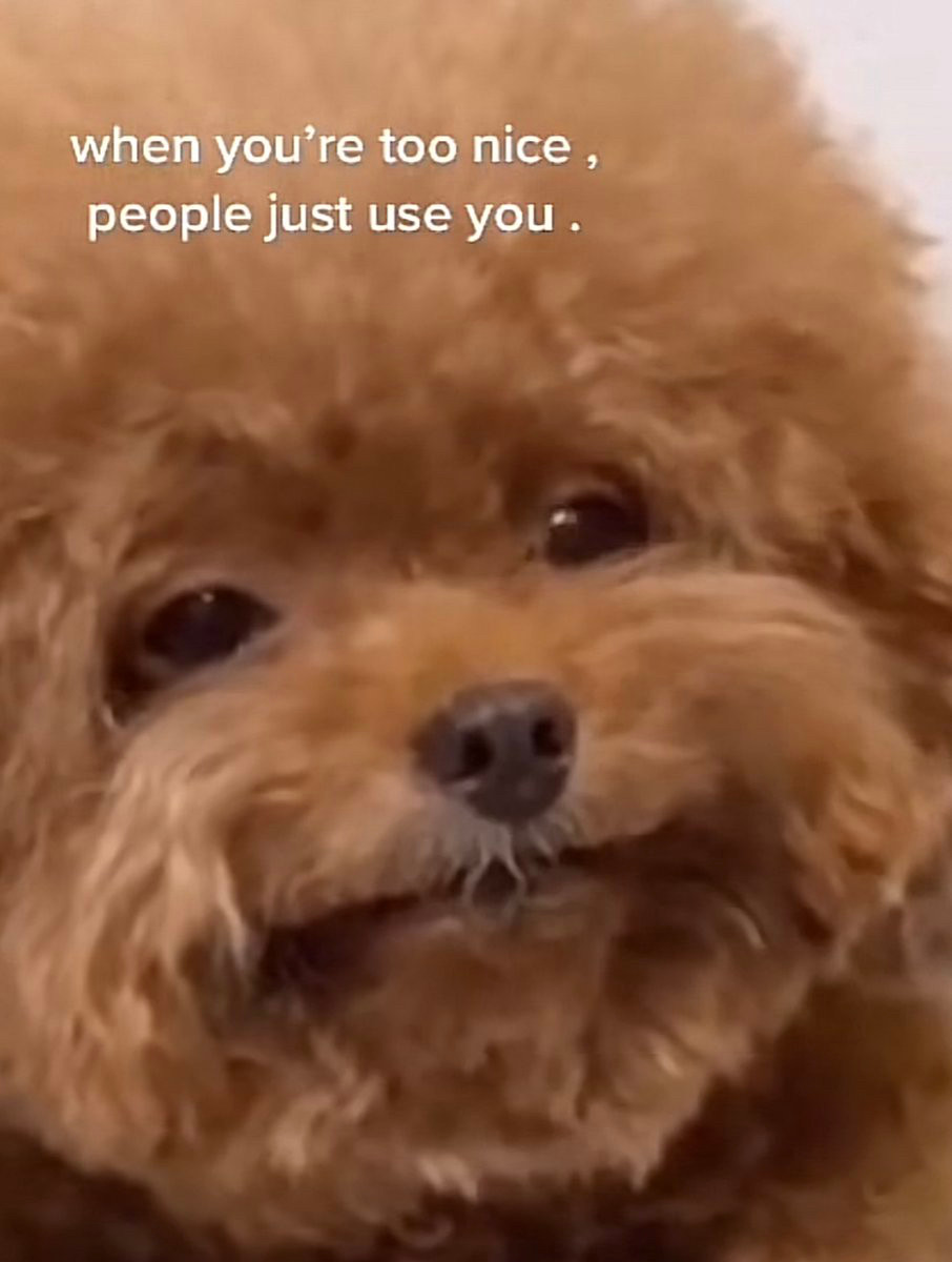 a small brown dog looking derpy and longsuffering with caption when you’re too nice people just use you 