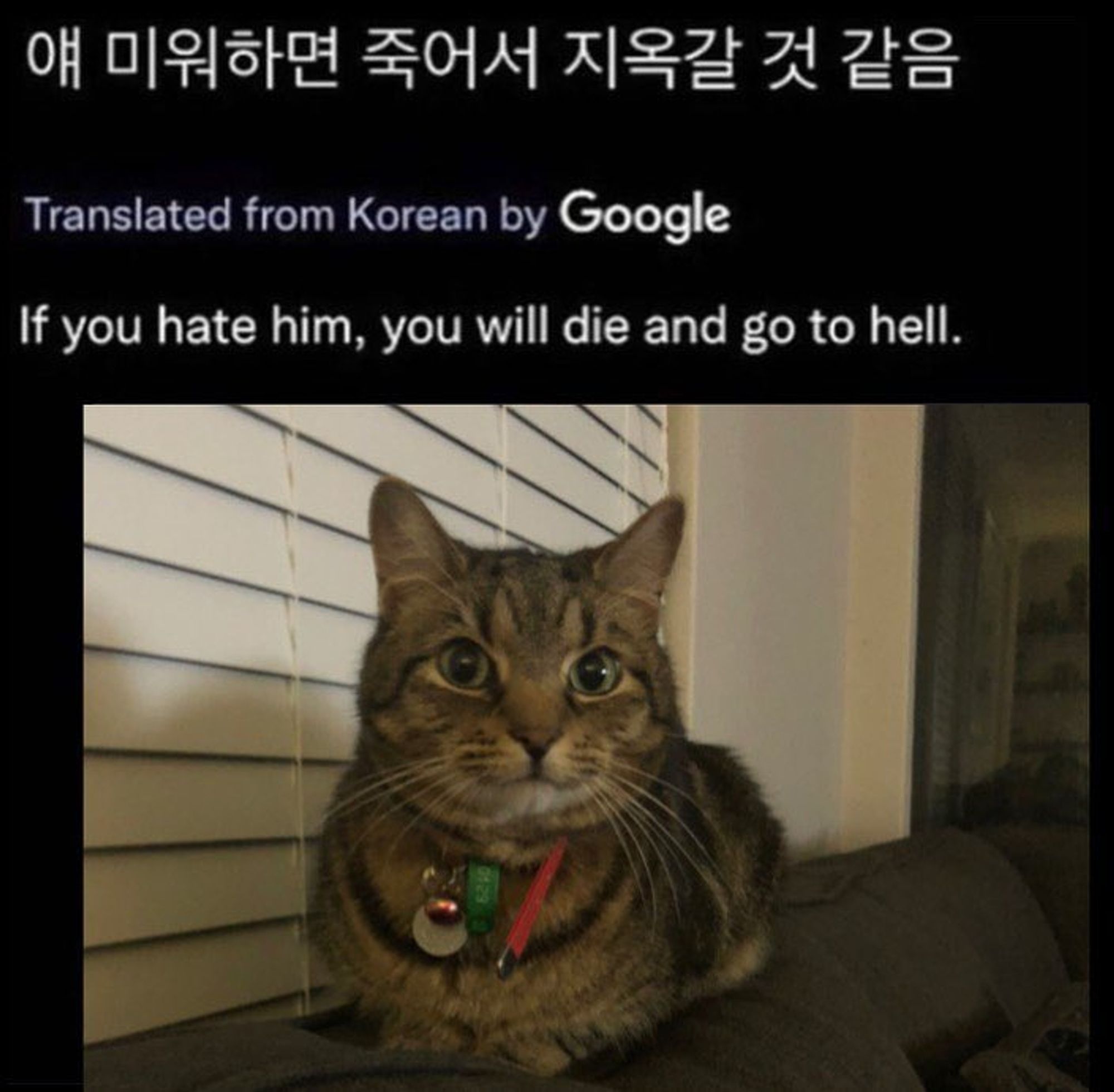 screenshot of a post in korean: 얘 미워하면 죽어서 지옥갈 것 같은 and its translation to english if you hate him, you will die and go to hell. attached is a picture of a brown tabby cat lying on the back of a couch with a collar on looking normal