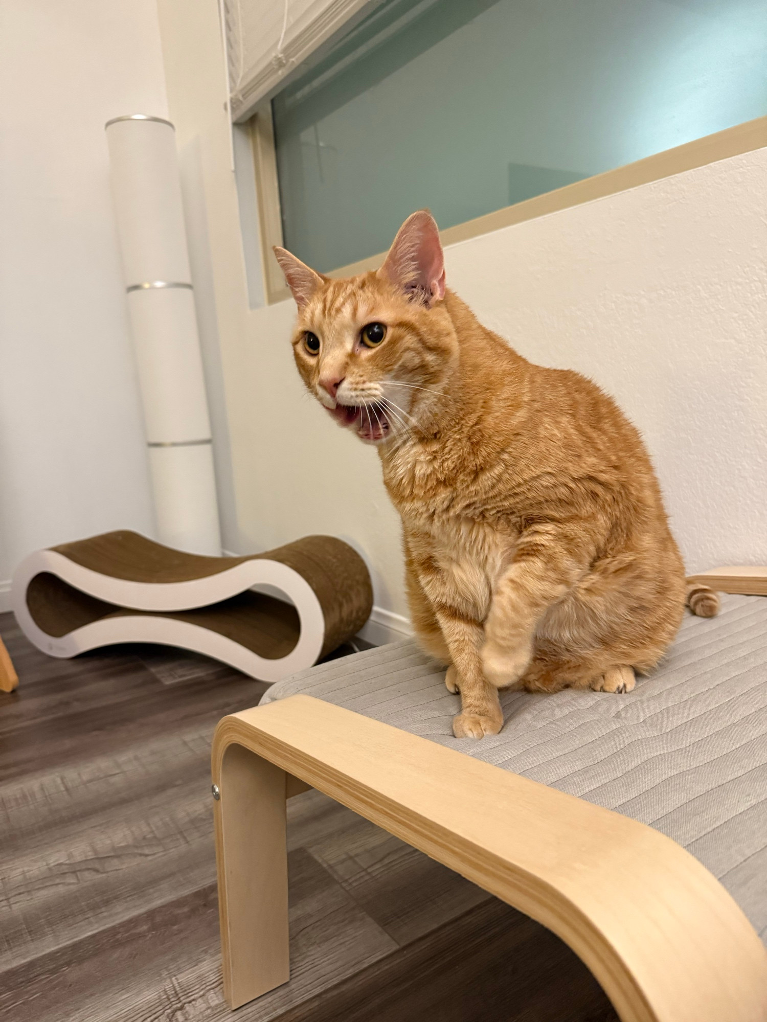 an orange cat sitting upright on a grey ottoman mid yawn