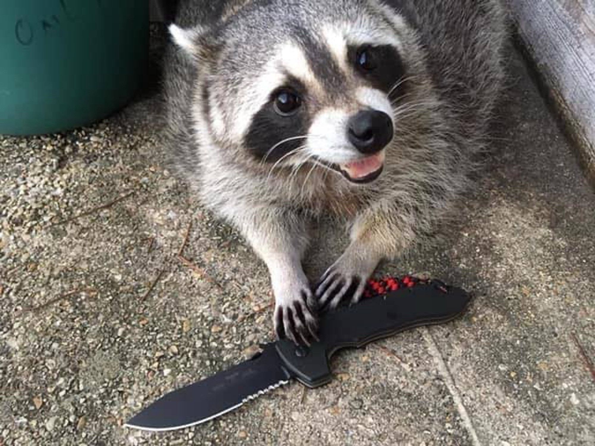 a smiling raccoon looking up expectantly while crouching next to a trash can gently holding a switchblade