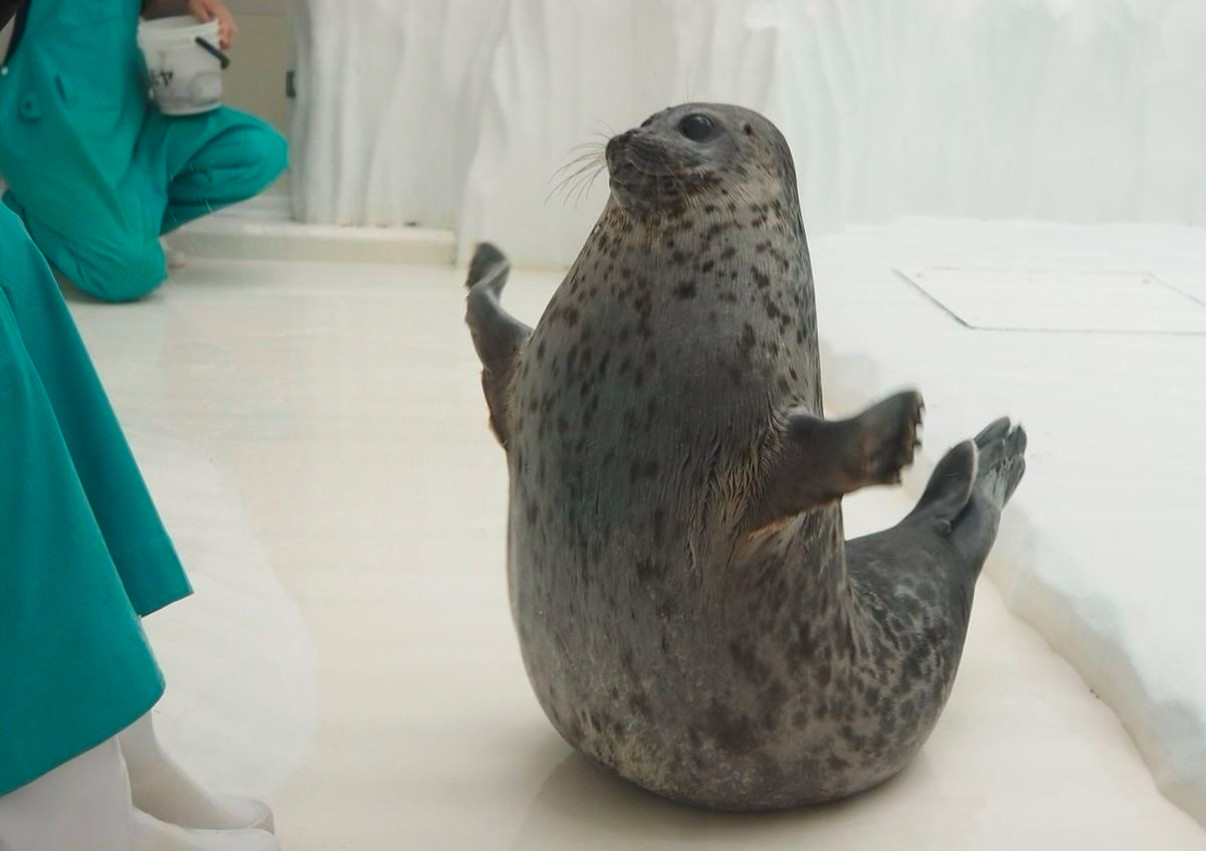 a seal posing upright with its arms spread out looking pleased 