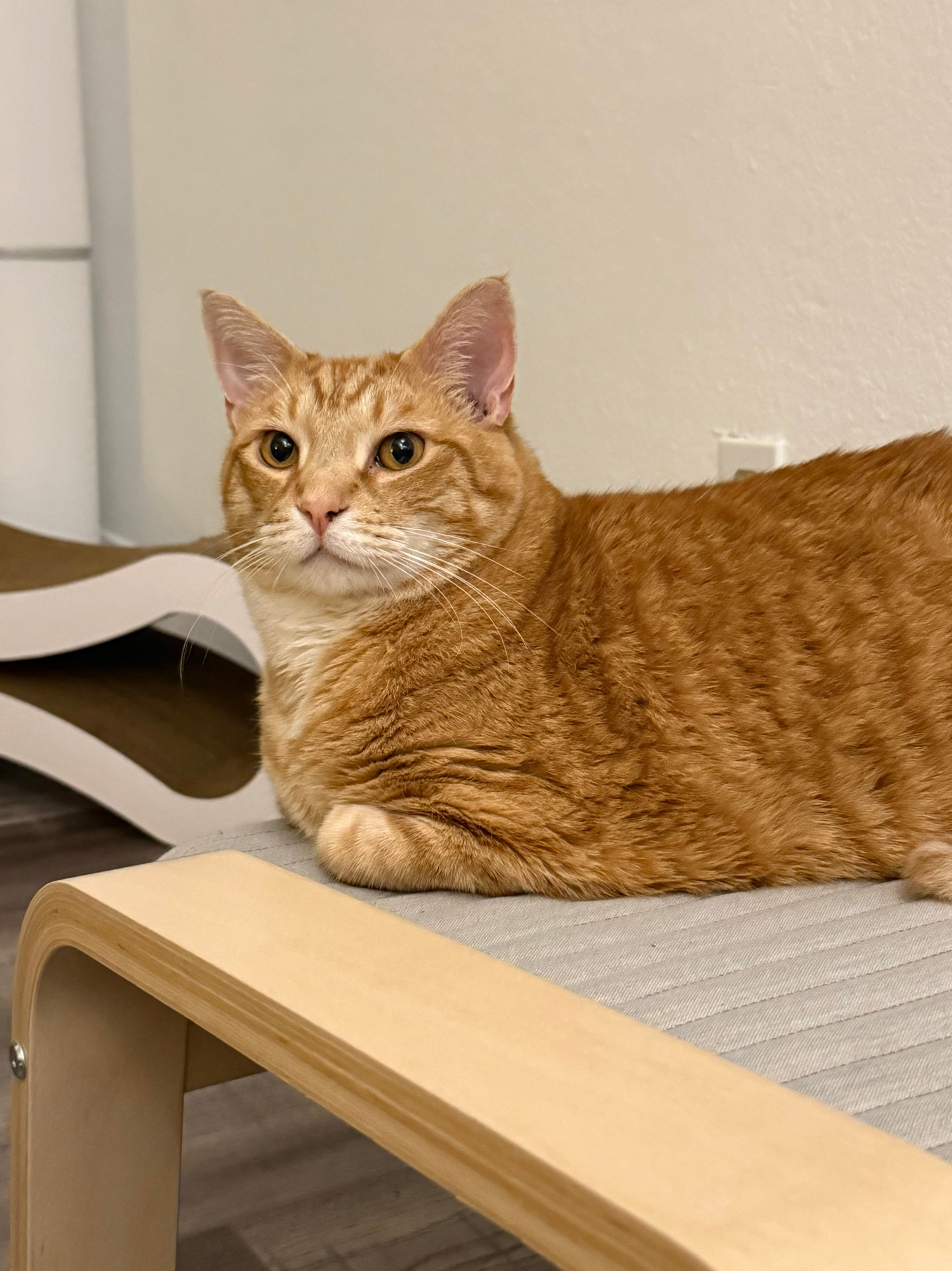an orange cat lying on a grey ottoman looking nonplussed