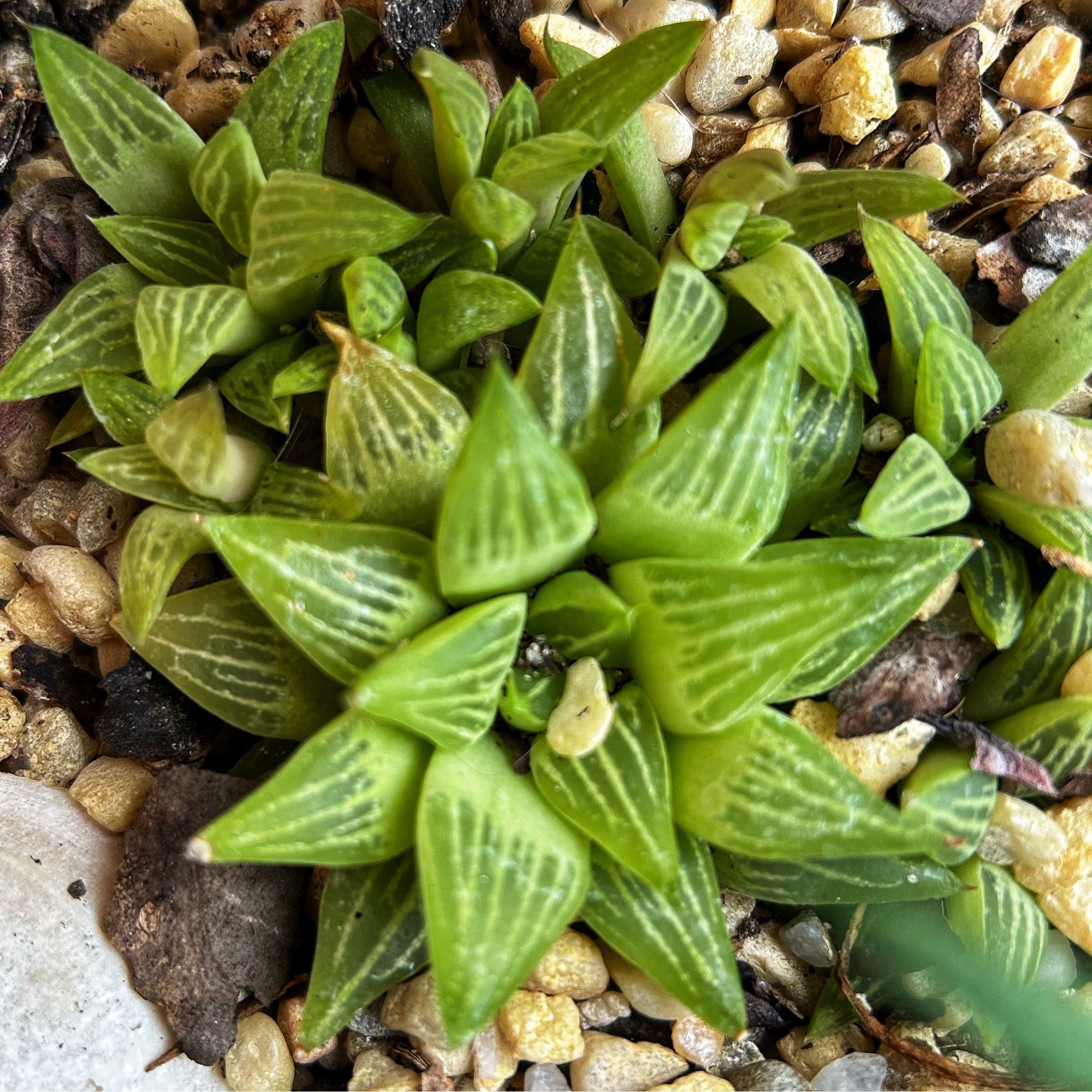 Close up of haworthia succulent.