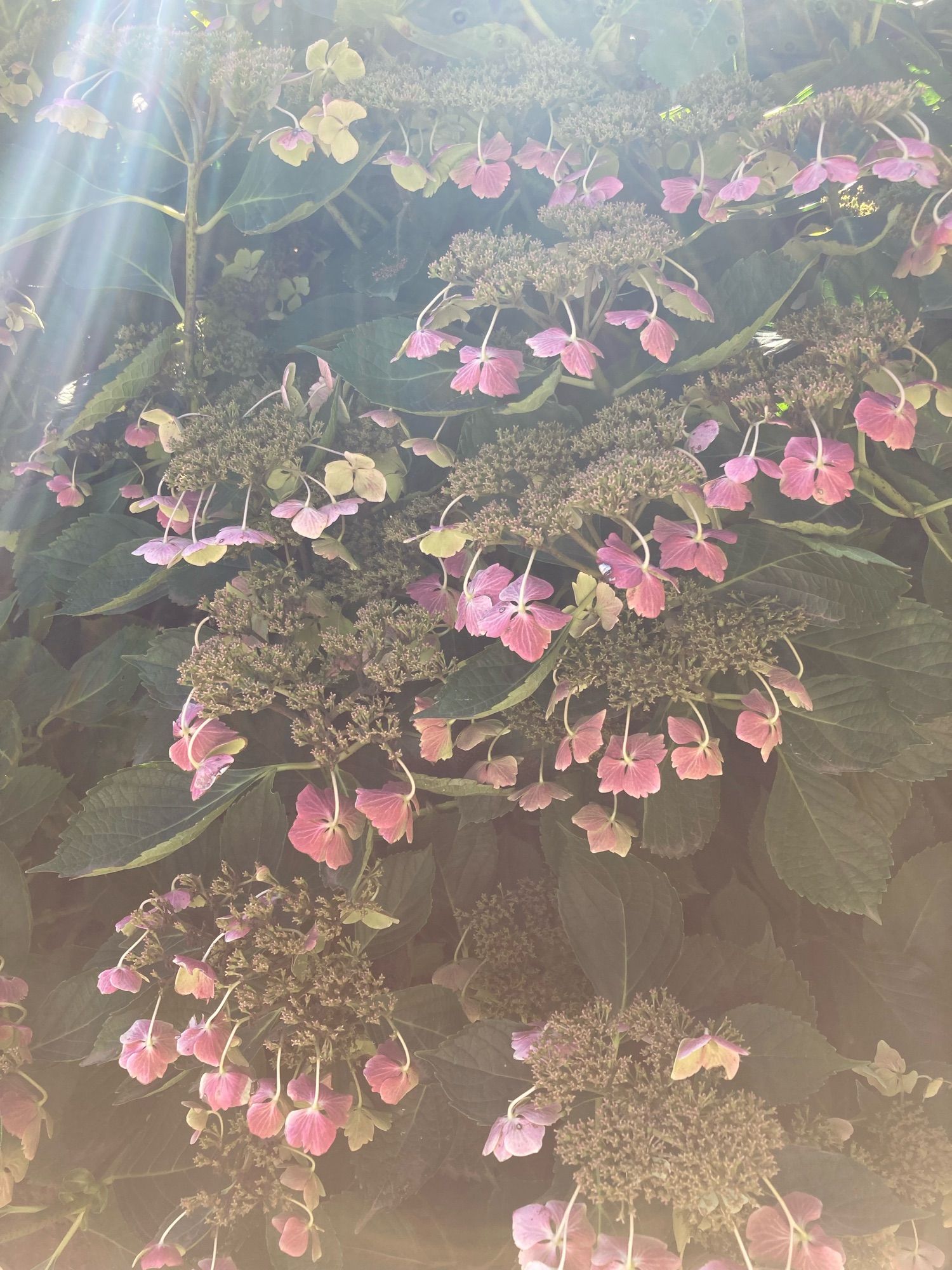 Some sunlight is streaming down on a big bush with clusters of small brown buds and dangling pink flowers