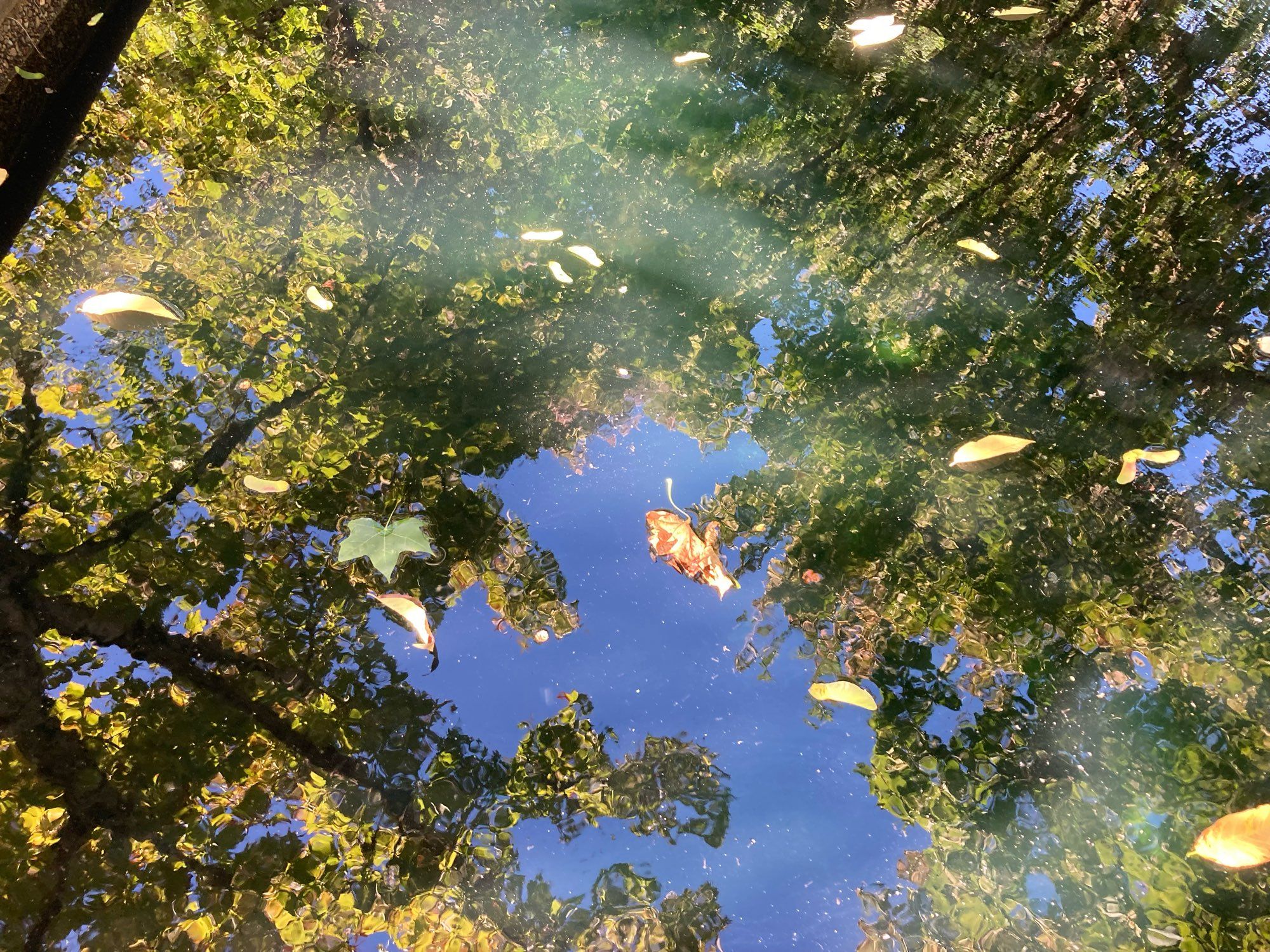 Leaves are floating in some calm water that is reflecting the blue sky and trees above