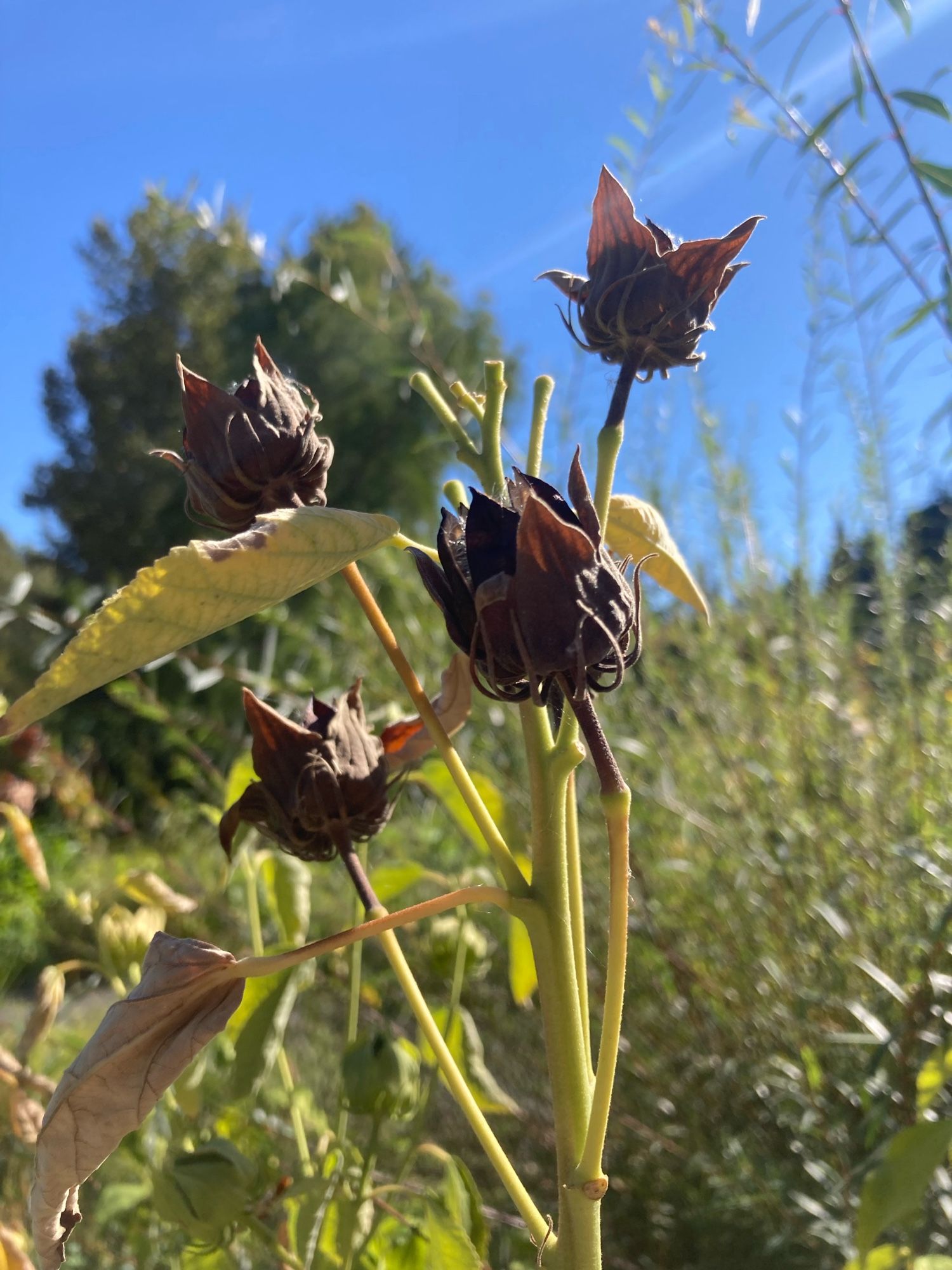 I think these are dried up hibiscus buds that have turned brown. There is blue sky and a tree and field of green plants in the background