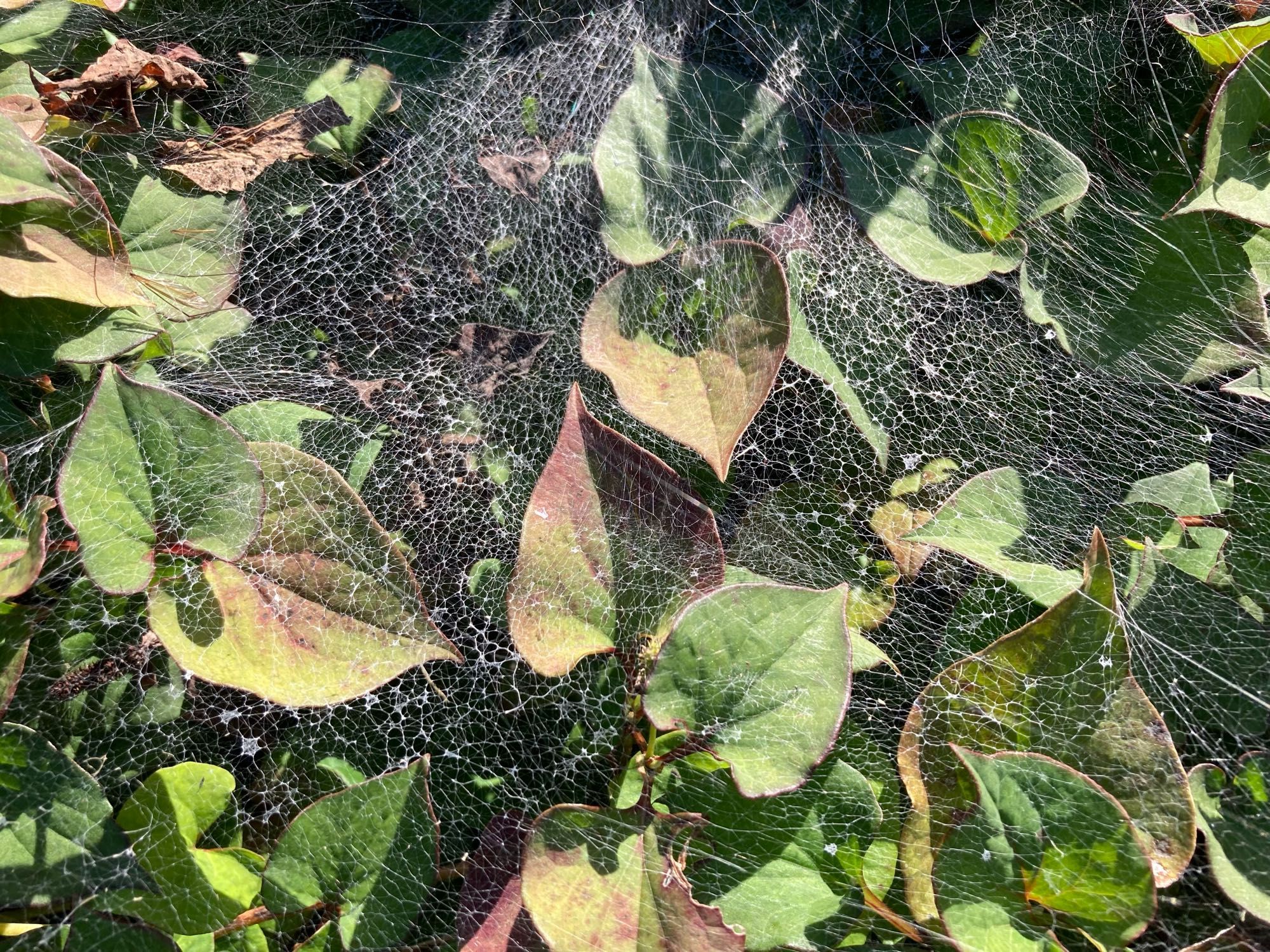 A thick but sheer coating of spider web is blanketing a leafy bush that is just starting to get some fall color