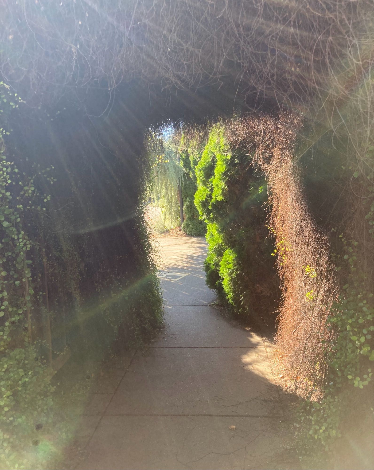 A short tunnel through a hedge with the plants charmingly encroaching all around it. There is bright sunlight illuminating part of the inside of the tunnel and sunbeams shining around the entrance. At the end of the tunnel are more shrubs and trees illuminated by bright sunshine