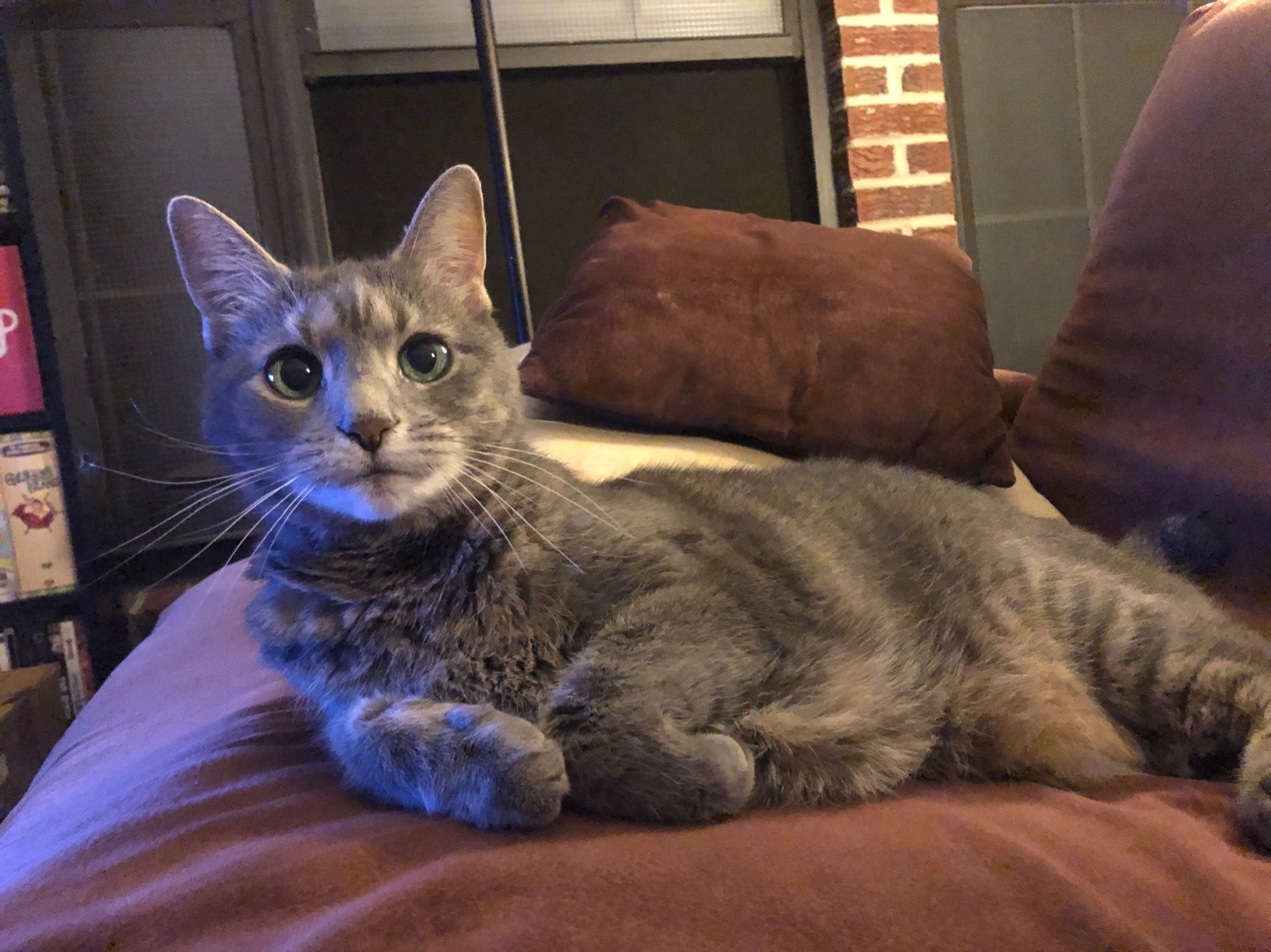 A gray tabby cat chilling on a maroon sofa with a no-thoughts-empty-head expression.