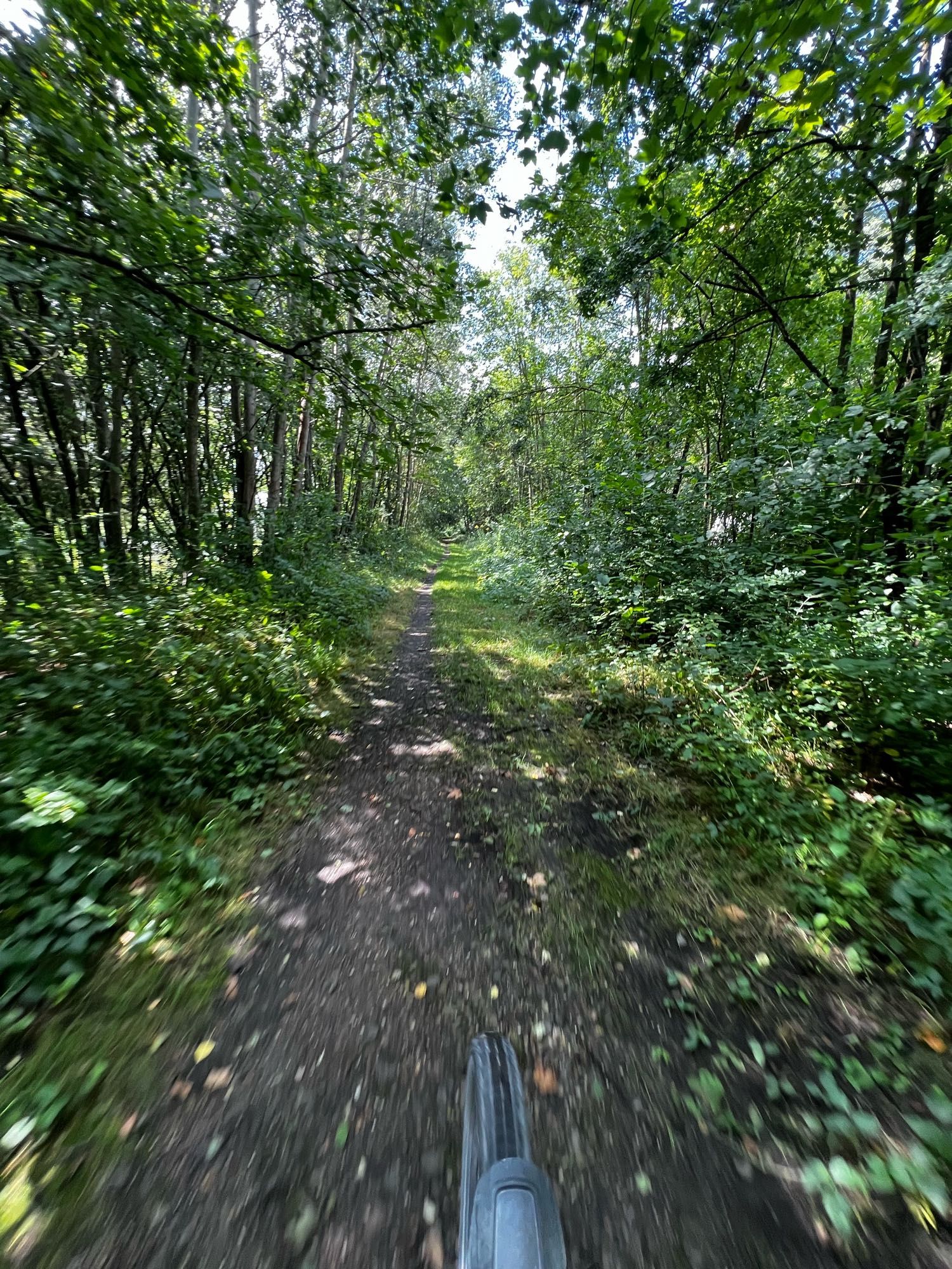 Trampelpfad durch den Wald, ehemals Gleisbett der Donautalbahn.