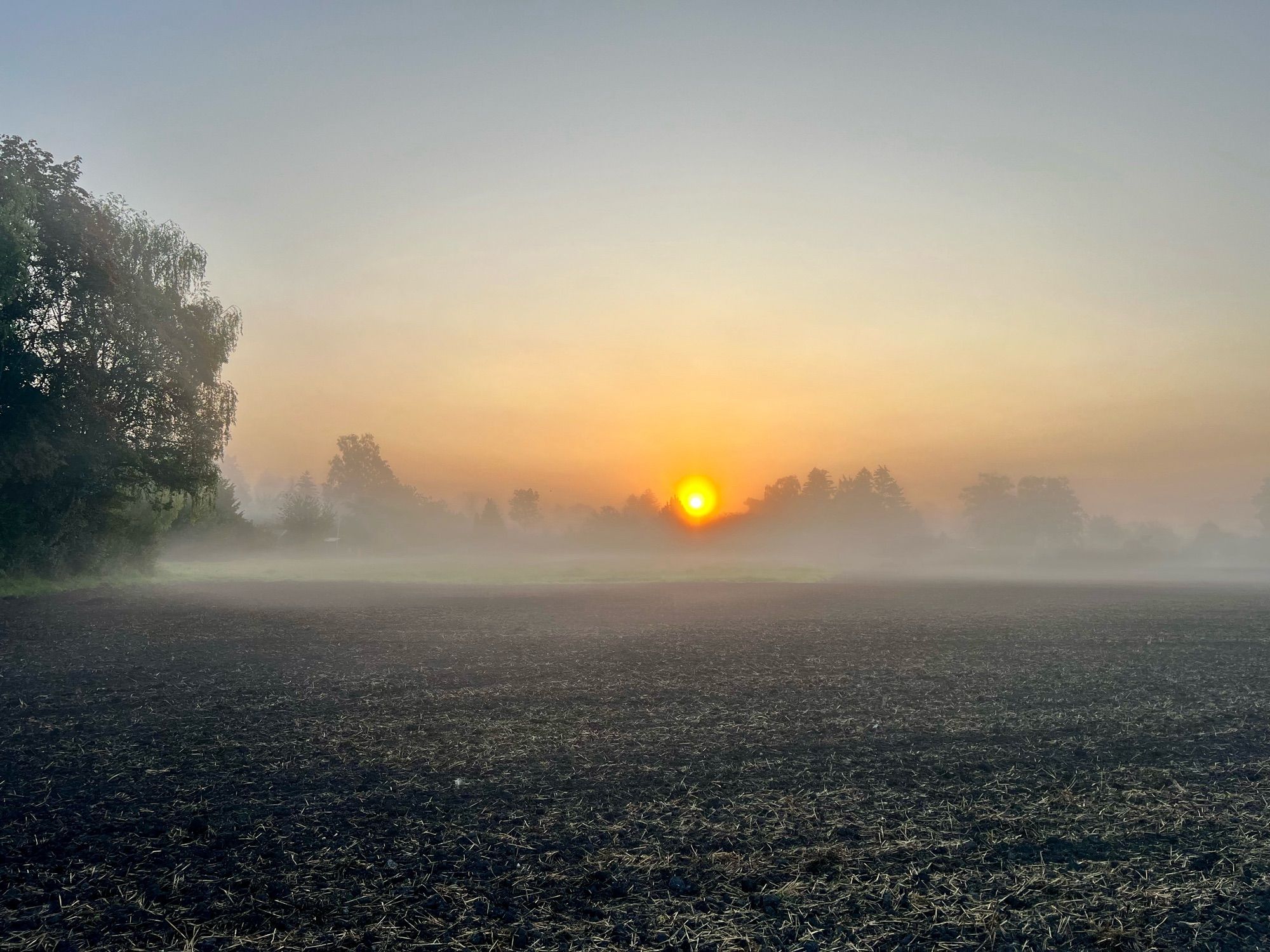 Nebel liegt über einem gemähten Acker im Morgengrauen, keine 800m von der Donau entfernt.