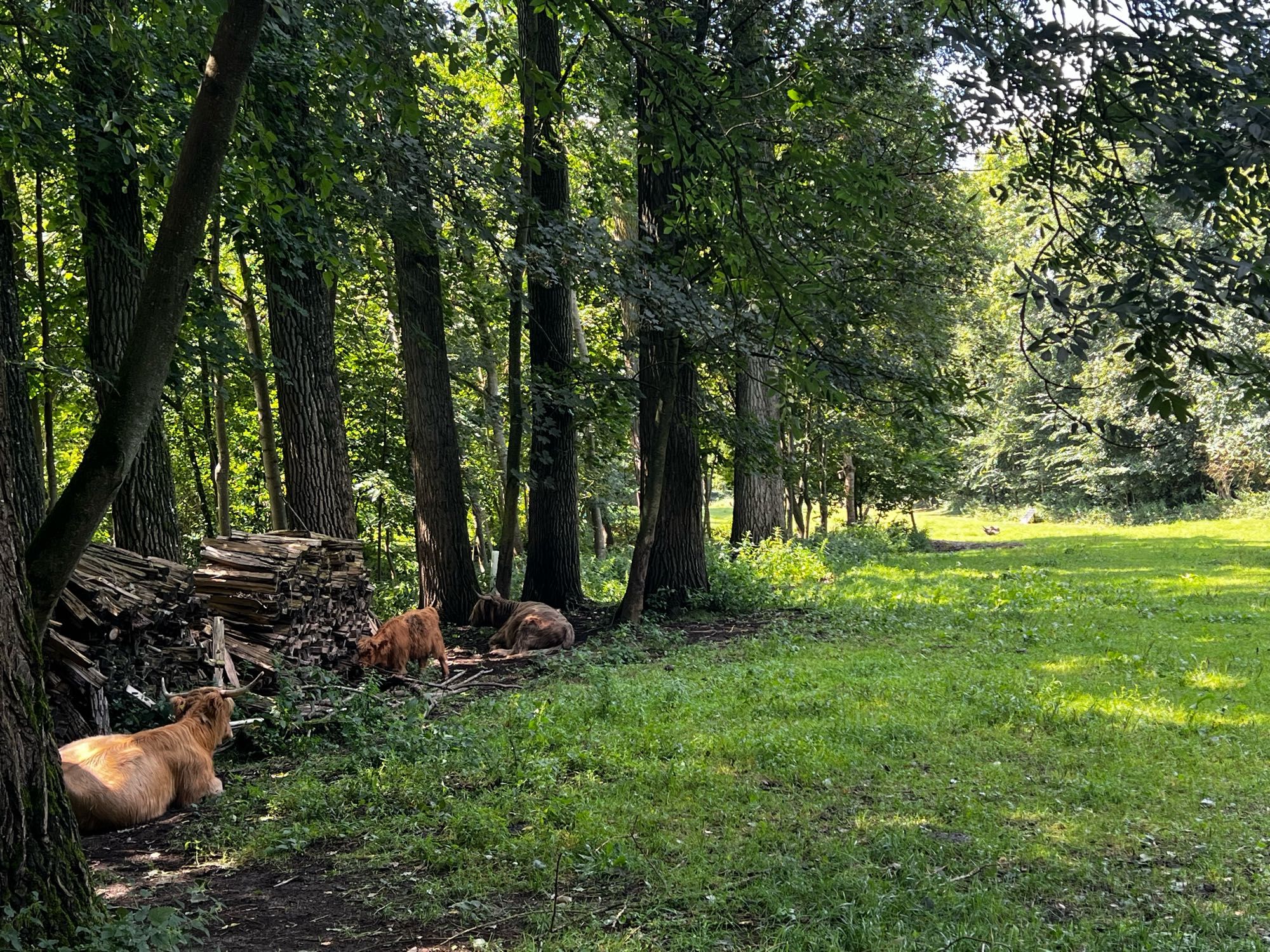 Highland Rinder, rotbraunes Fell und lange Hörner, liegen im Schatten auf ihrer Weide.