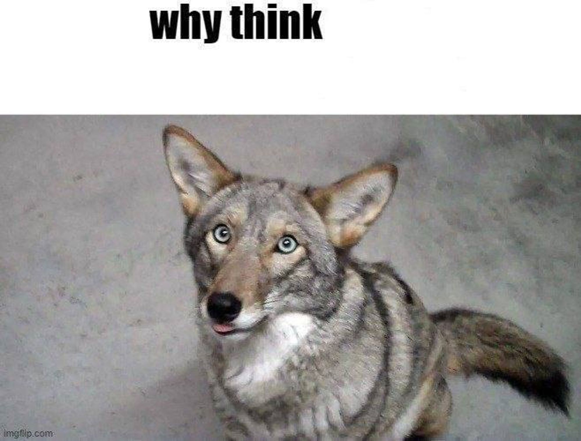 A photo of a sitting wolf doing a blep, captioned "why think"