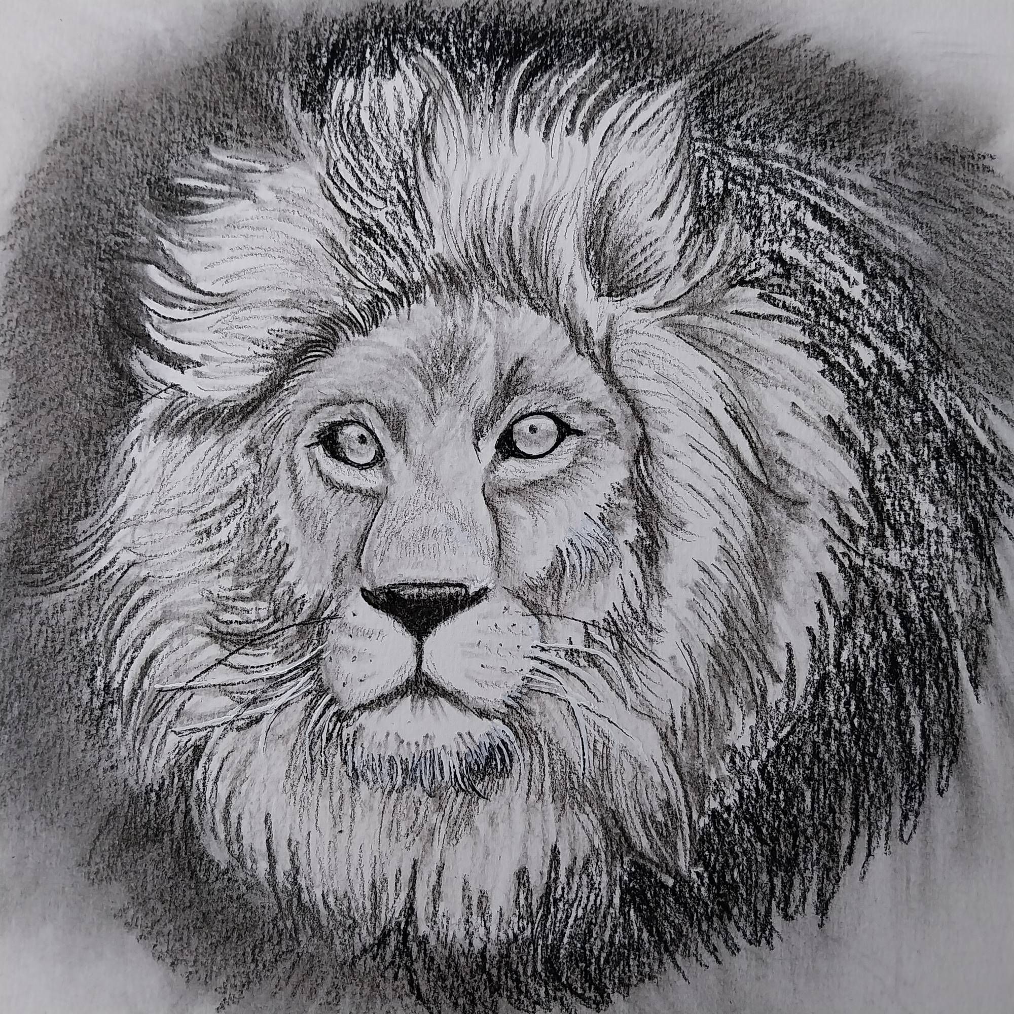 Charcoal drawing of a lion