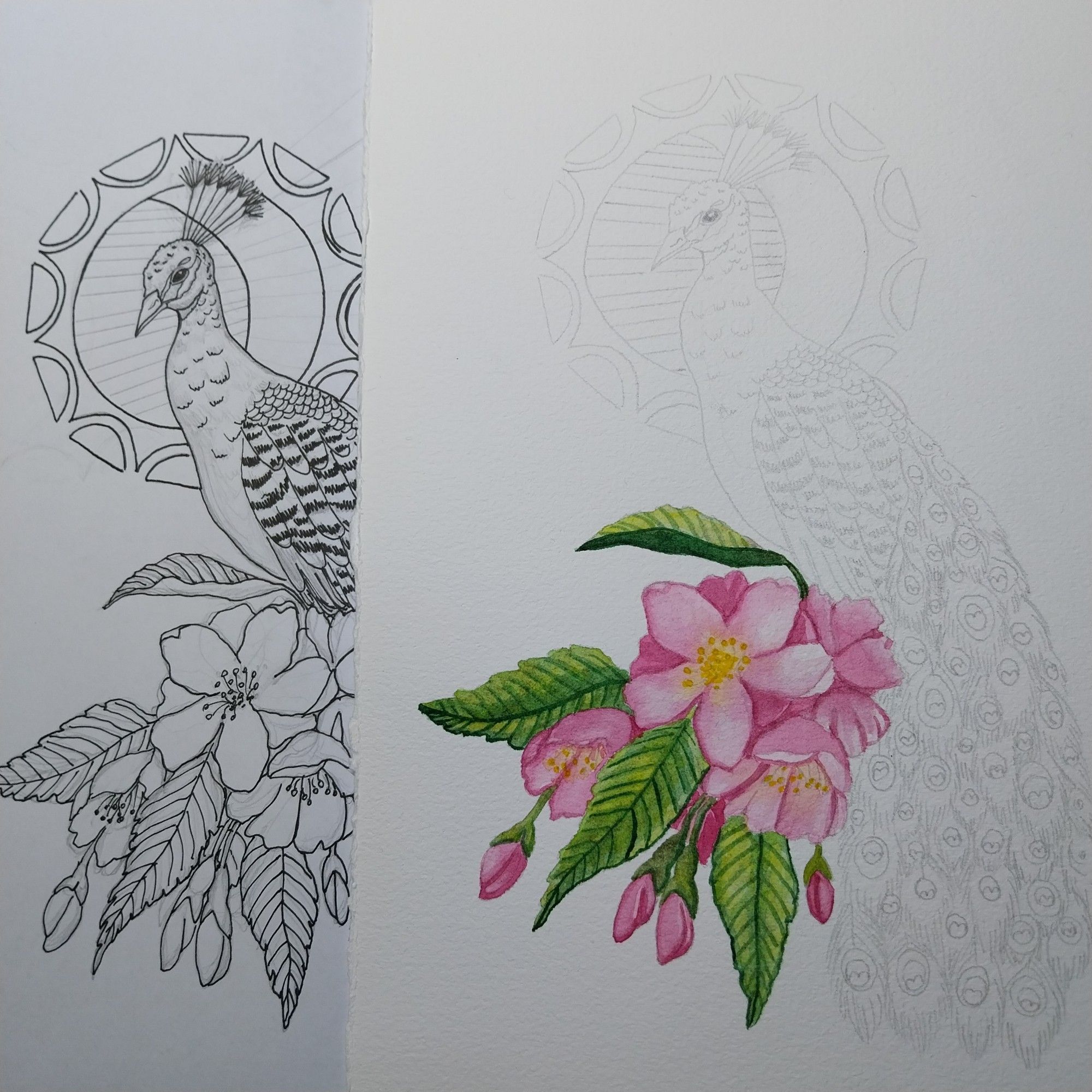 Drawing and painting of a peacock with flowers