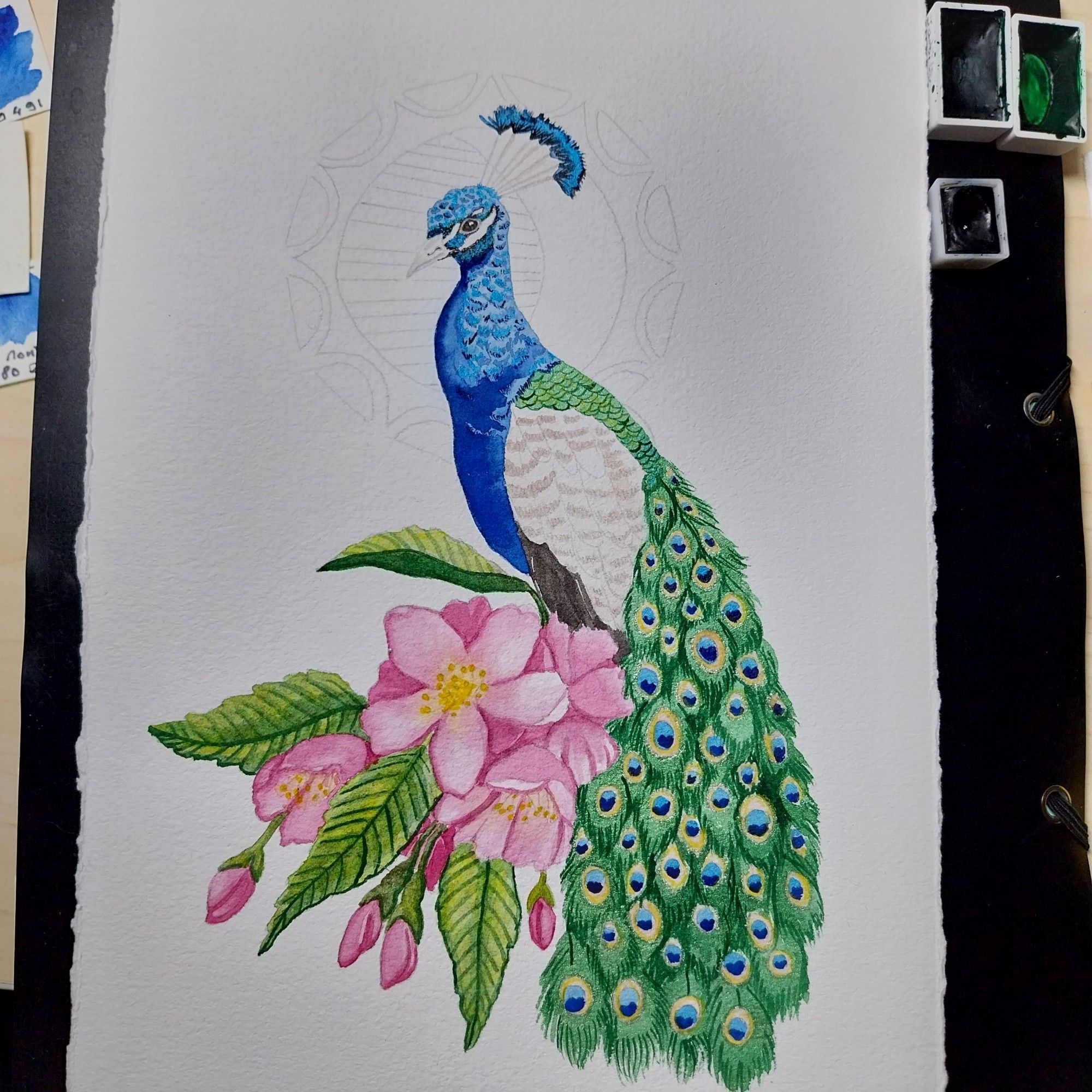 Drawing and watercolor painting of a peacock with rose flowers