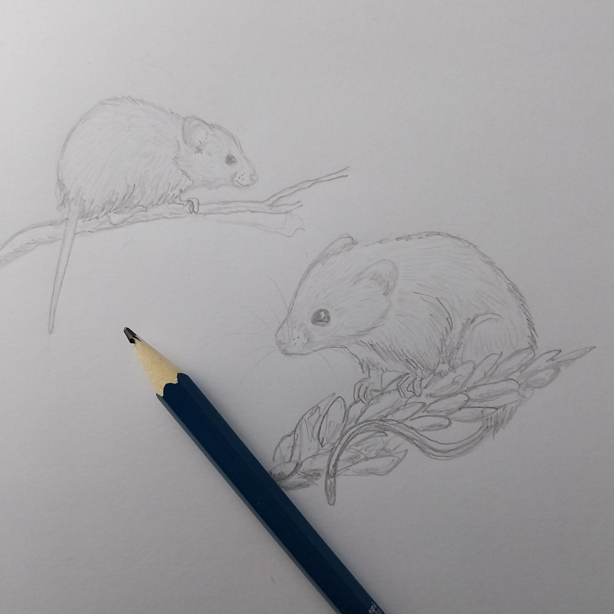 Drawing of field mouse