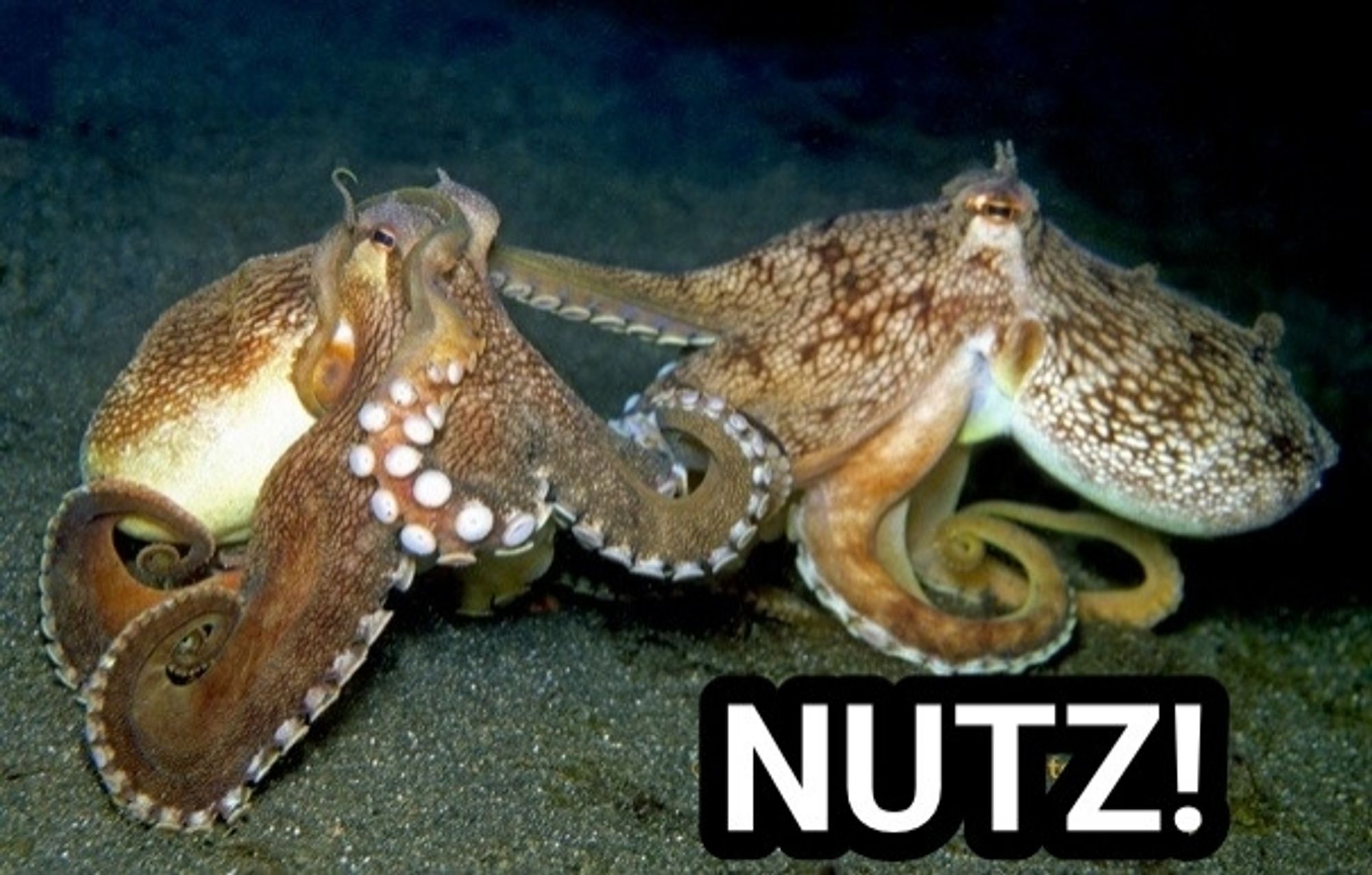 A pair of octopodes followed by the word "NUTZ!"