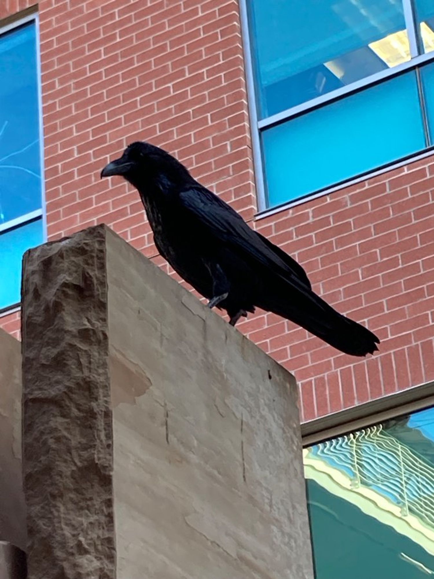 A single large black bird (crow/raven) on a block wall