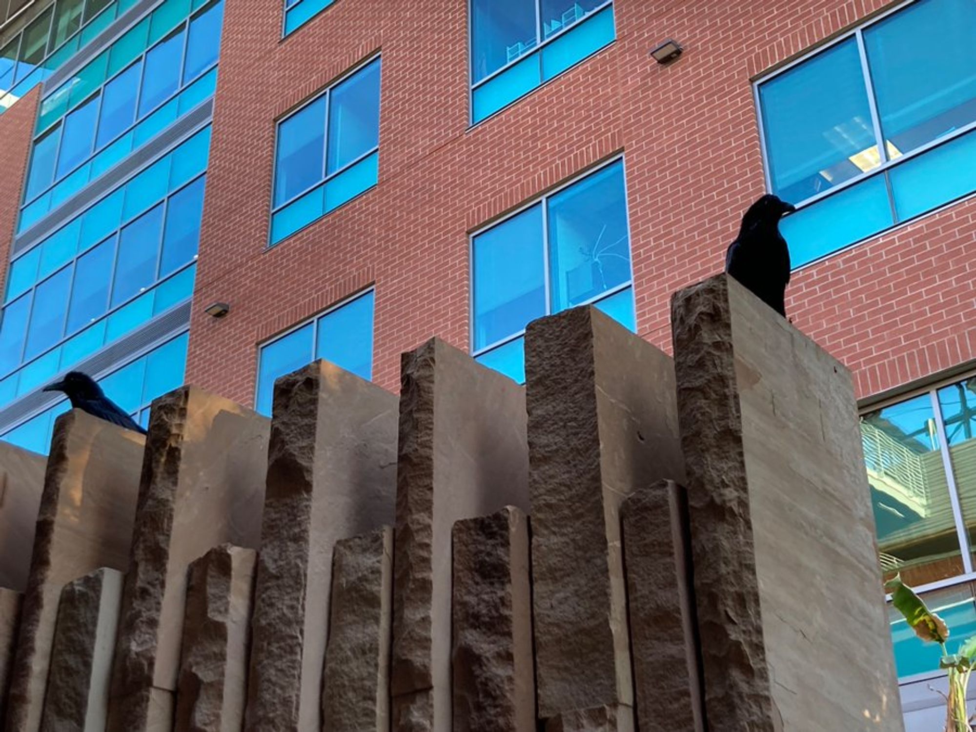 Two large black birds on a brick divider