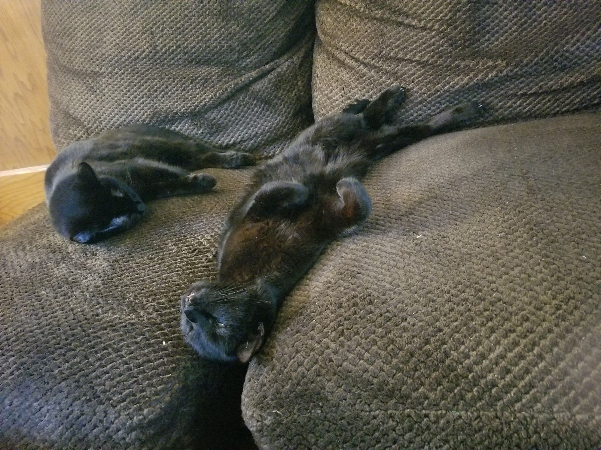 Two black cats on a brown loveseat. The smaller cat is on her side on the left, the larger cat has wedged himself belly-up between the cushions, with one eye slightly open to look at the camera.