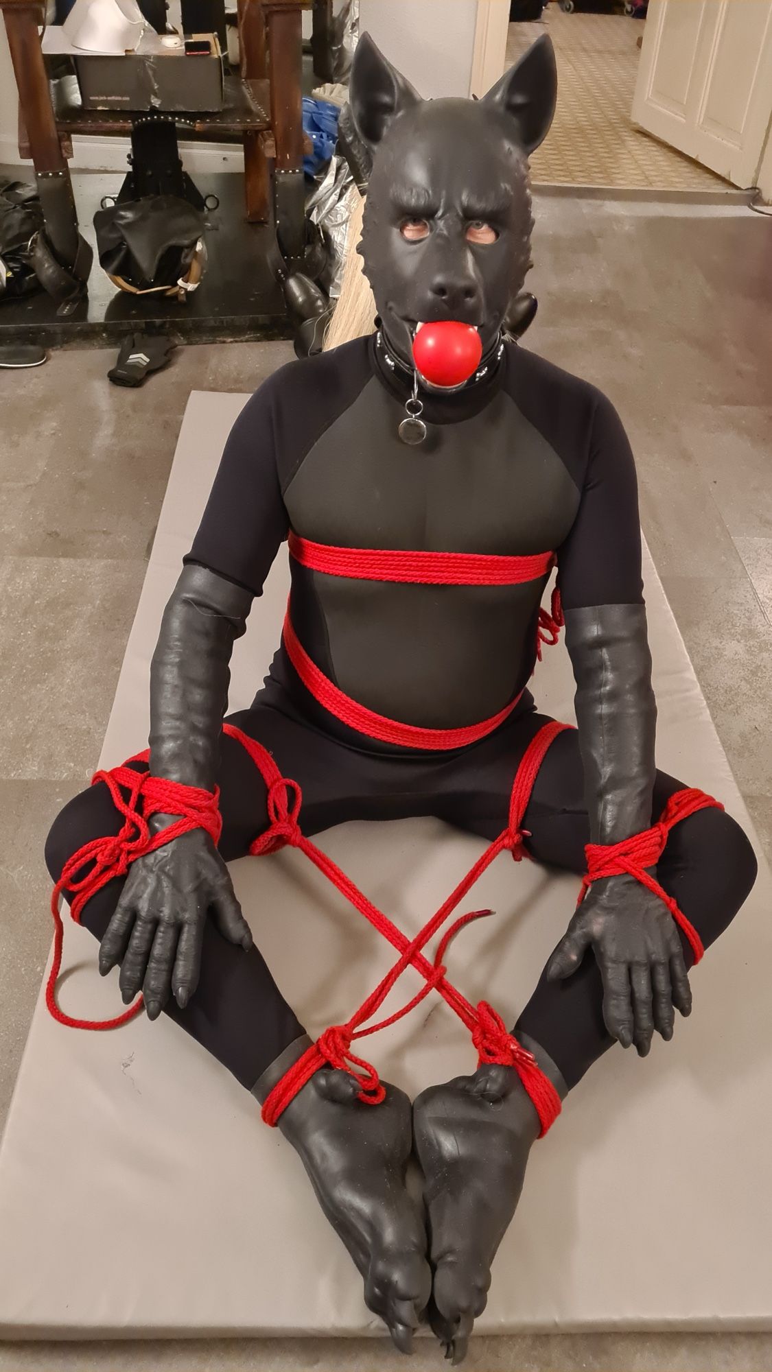 Rubber dog tied up in red shibari rope, carrying a red ball in his muzzle.