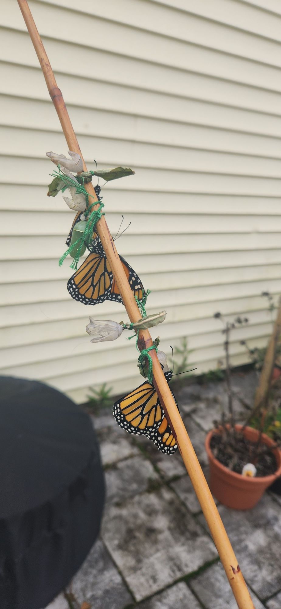 3 Monarchs in a row on one of my "chrysalis" sticks