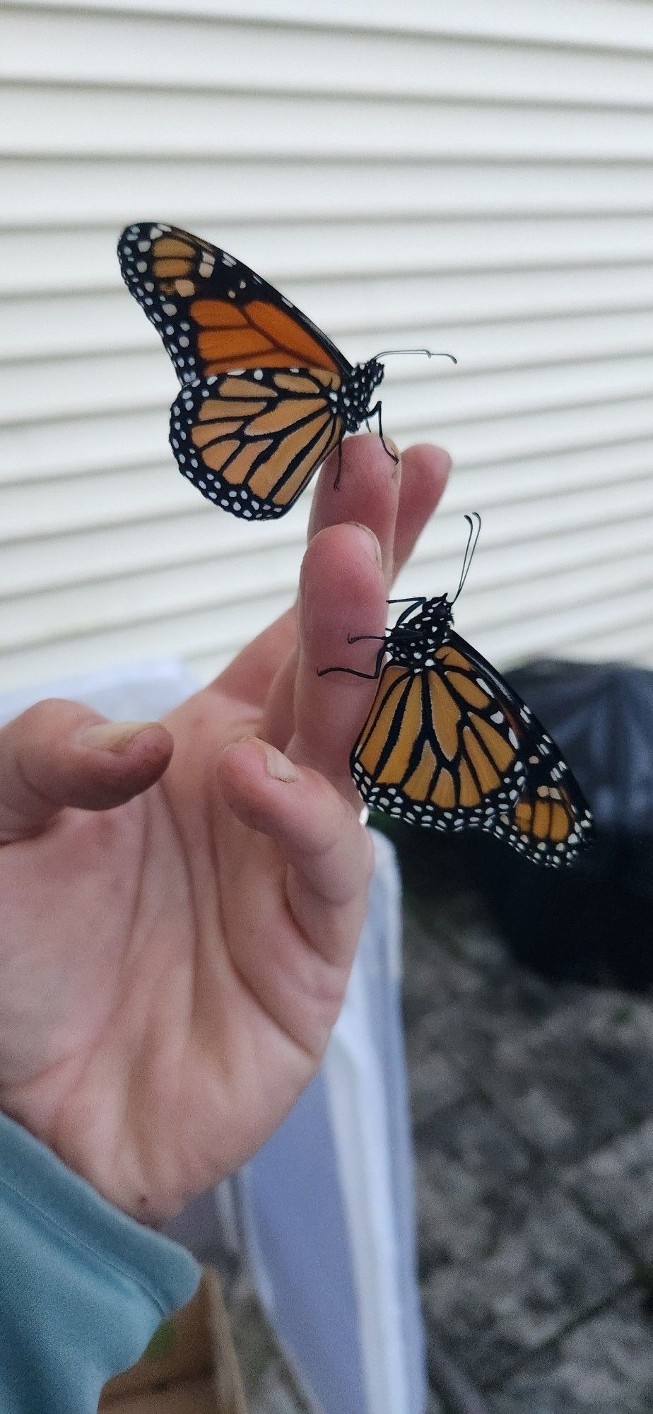 2 Monarch butterflies on my hand