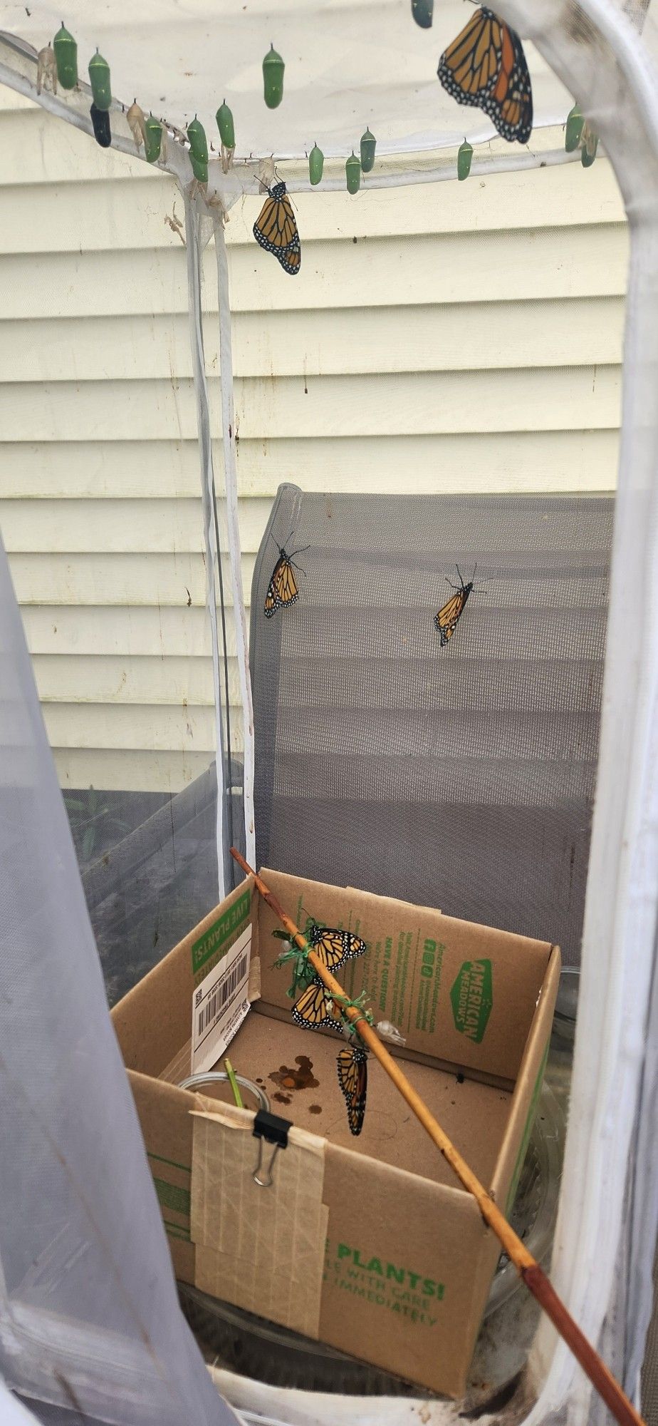 Tent with 9 Monarch butterflies i raised, waiting to be released.