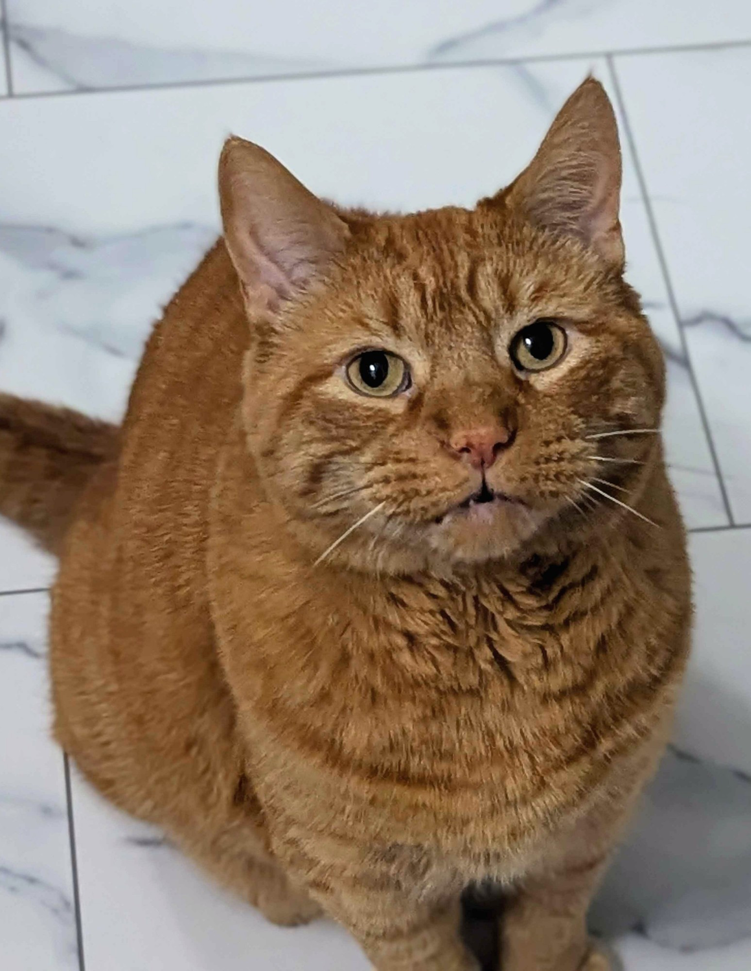 My cat son, Puck, a large orange tabby. He sits, looking up at the camera. His mouth ready to open for a meow. You can see the tiniest bit of teefies 