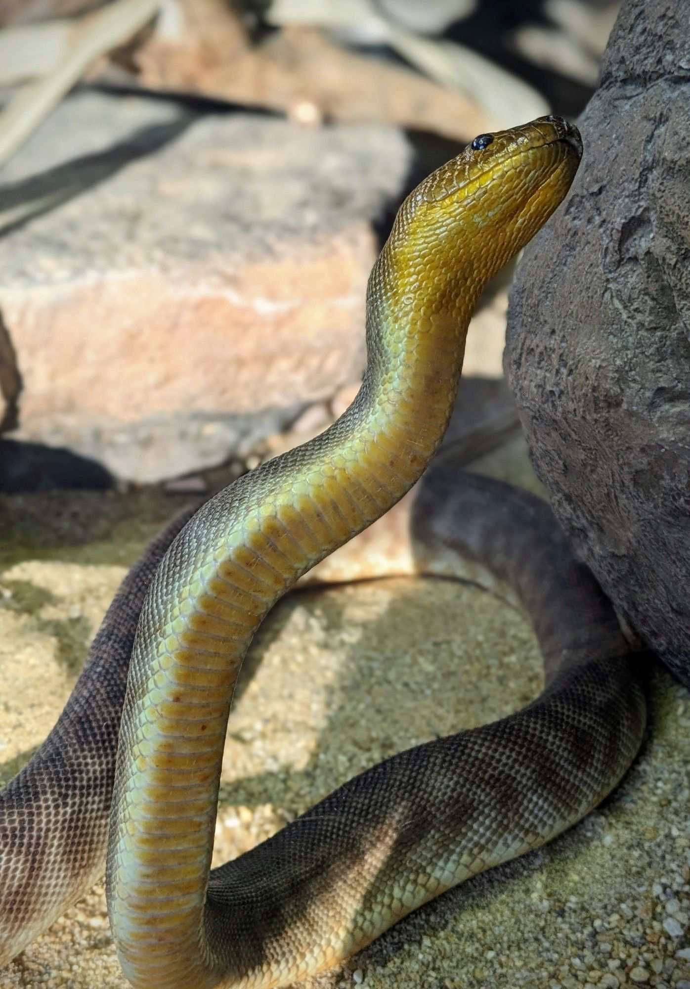 A woma python named Wilson in his exhibit at the National Aquarium in Baltimore. He is up at the front of the exhibit, slithering up the glass