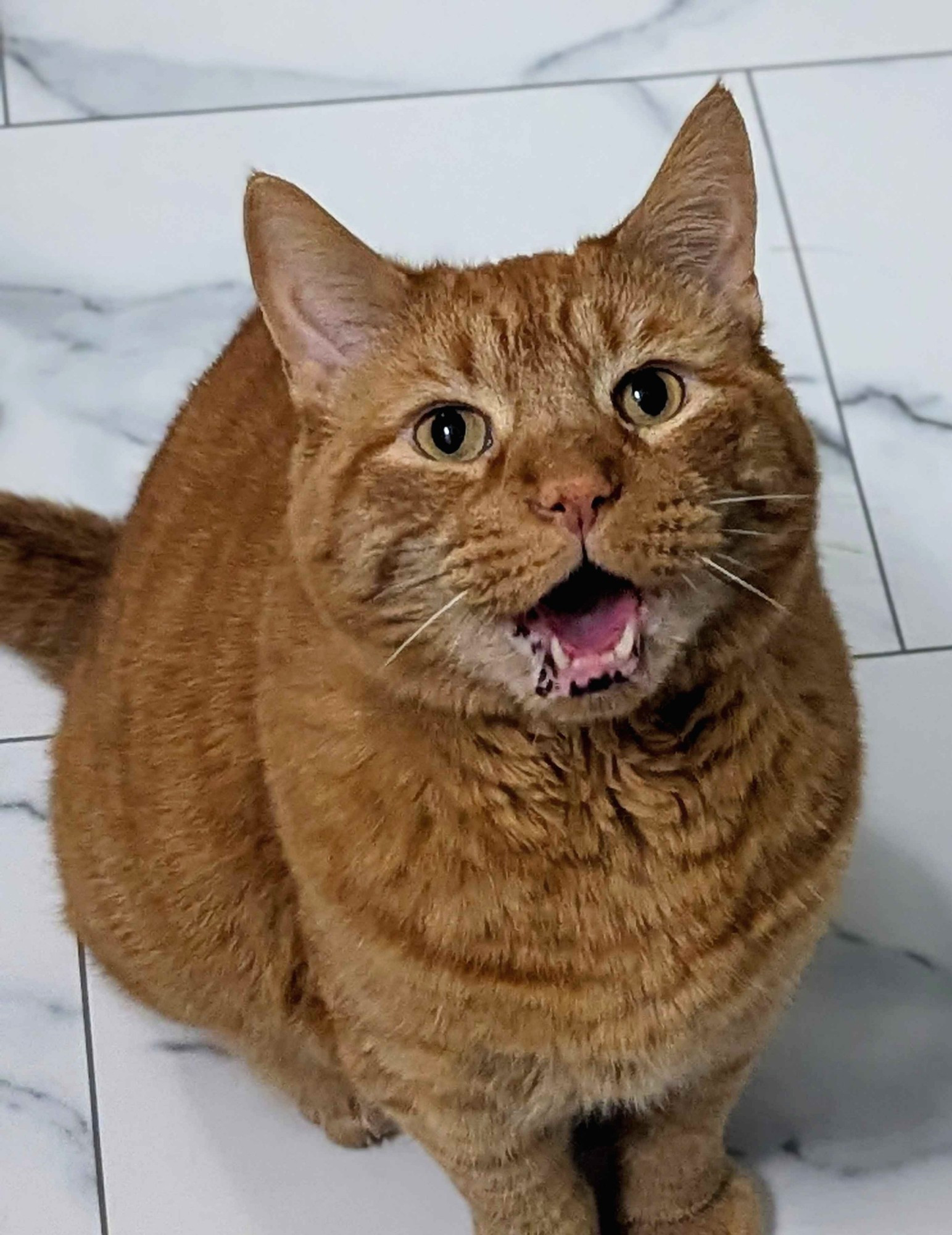 My cat son, Puck, in full meow. He's looking directly into the camera. You can see all his bottom teefies and lip freckles