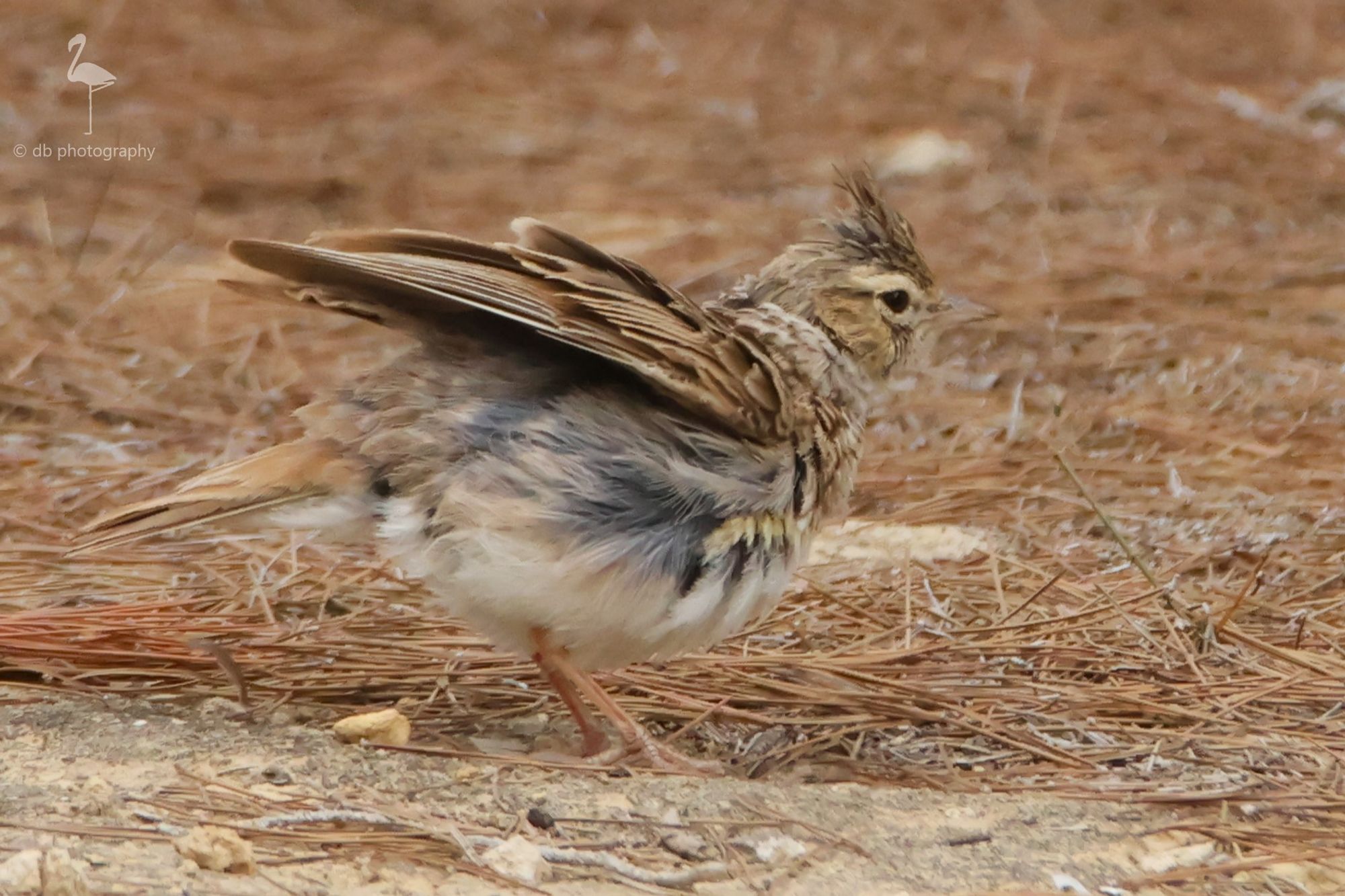 A small brown mottled bird, Crested Lark, has a good shake out and floofs up all the feathers. The crest standing up on its head is clear to see. There were a pair, digging around in the pine needles, looking for grubs.