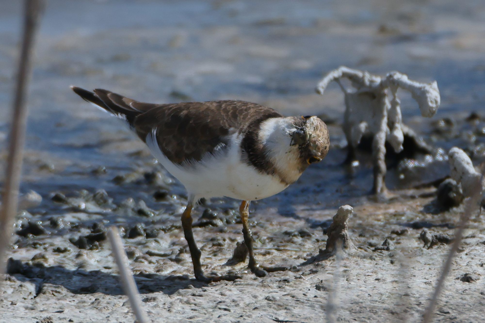 Four photos of a Little ringed Plover, turning its head in all directions, in order to look up in the sky for predators. Seen bigger dragonflies today than this guy.