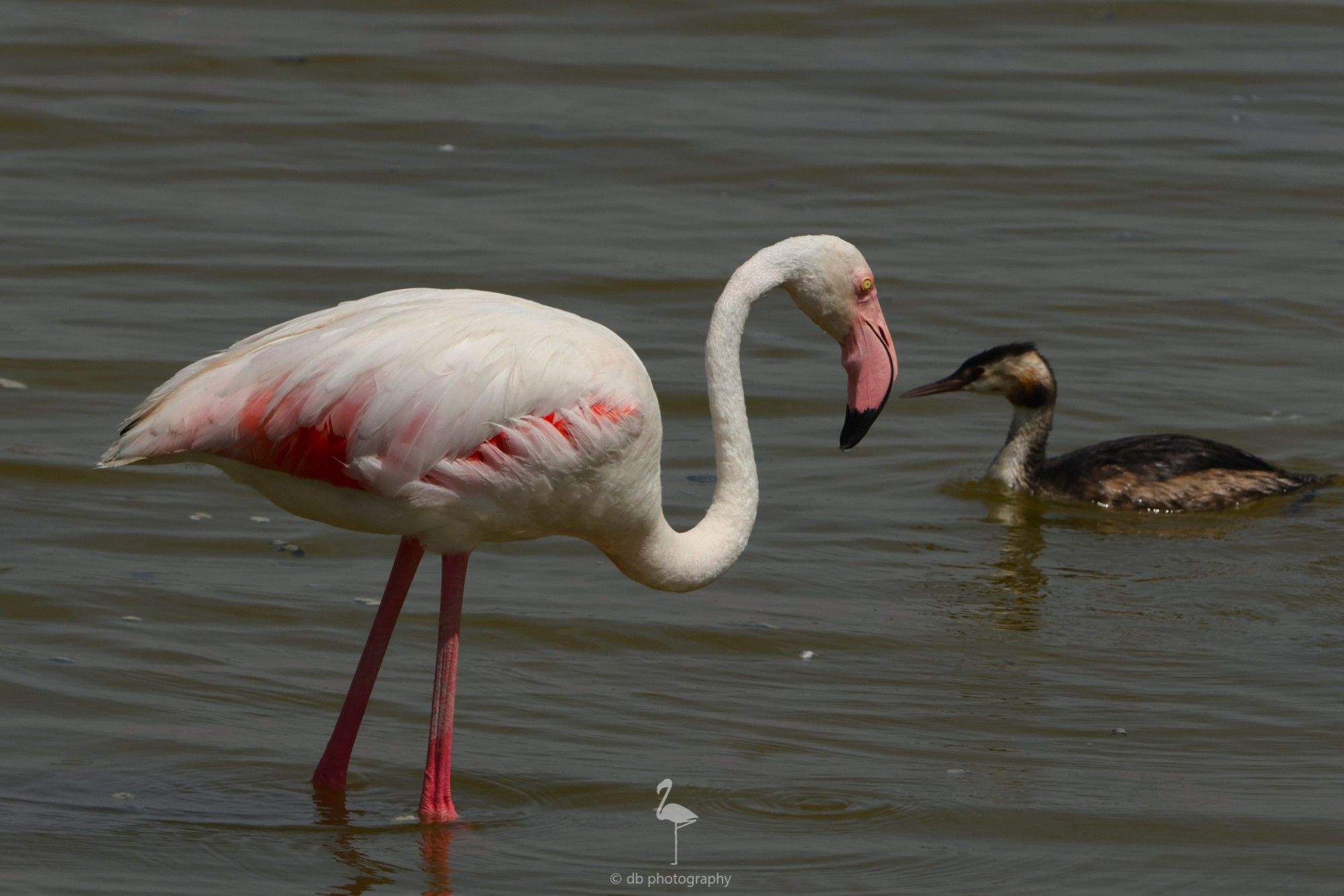 A Greater Flamingo looking confused as a Great crested Grebe swims past. The good morning greeting was not responded to by the Grebe. Typical of these holiday makers.